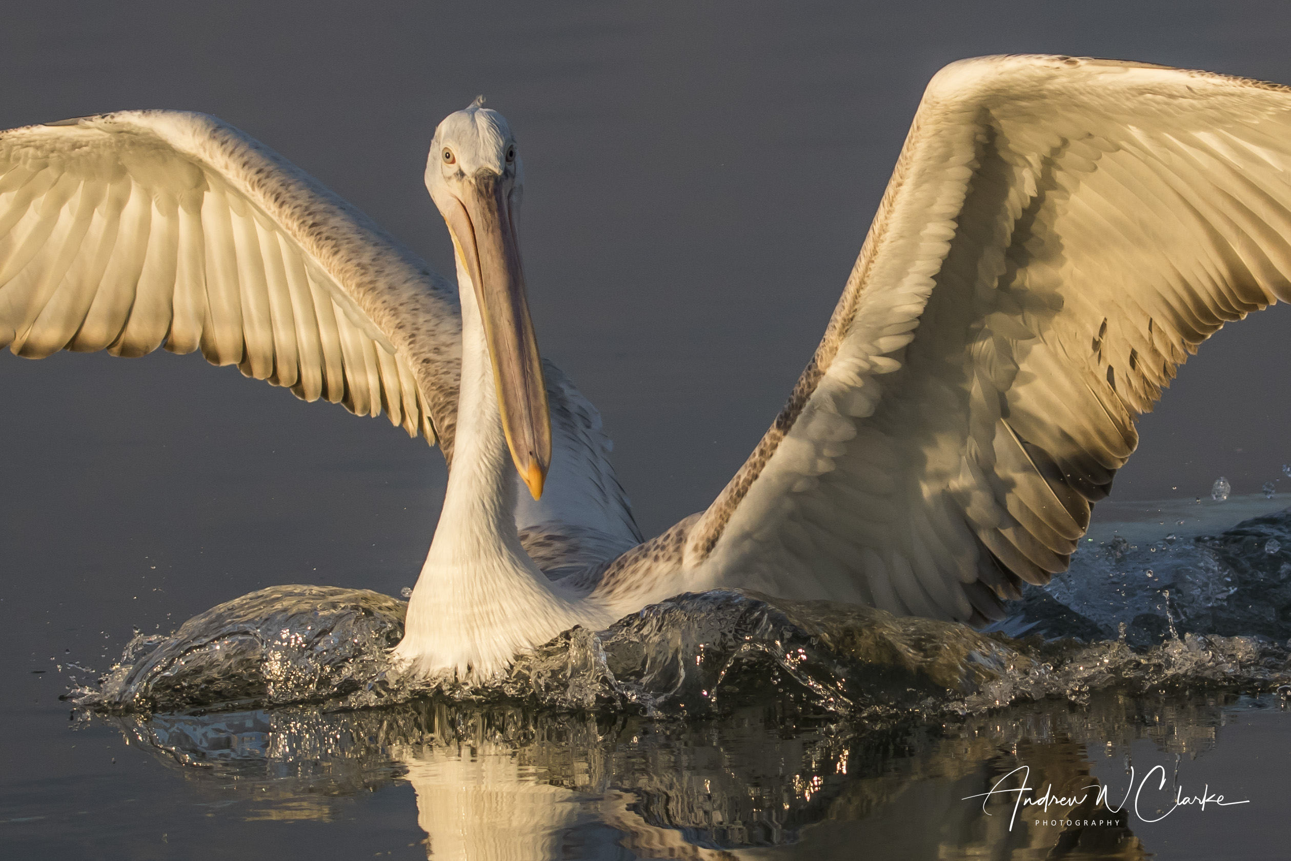 Dalmatian Pelican