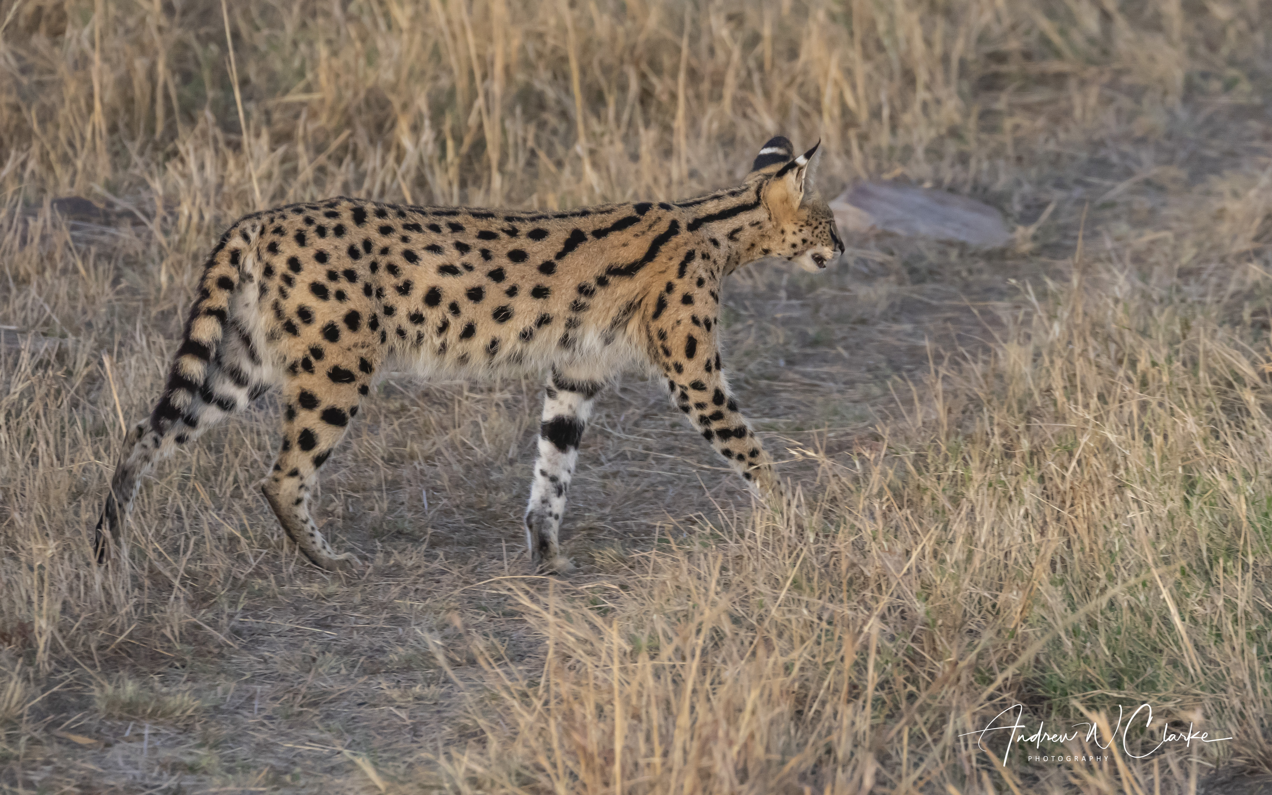 Serval