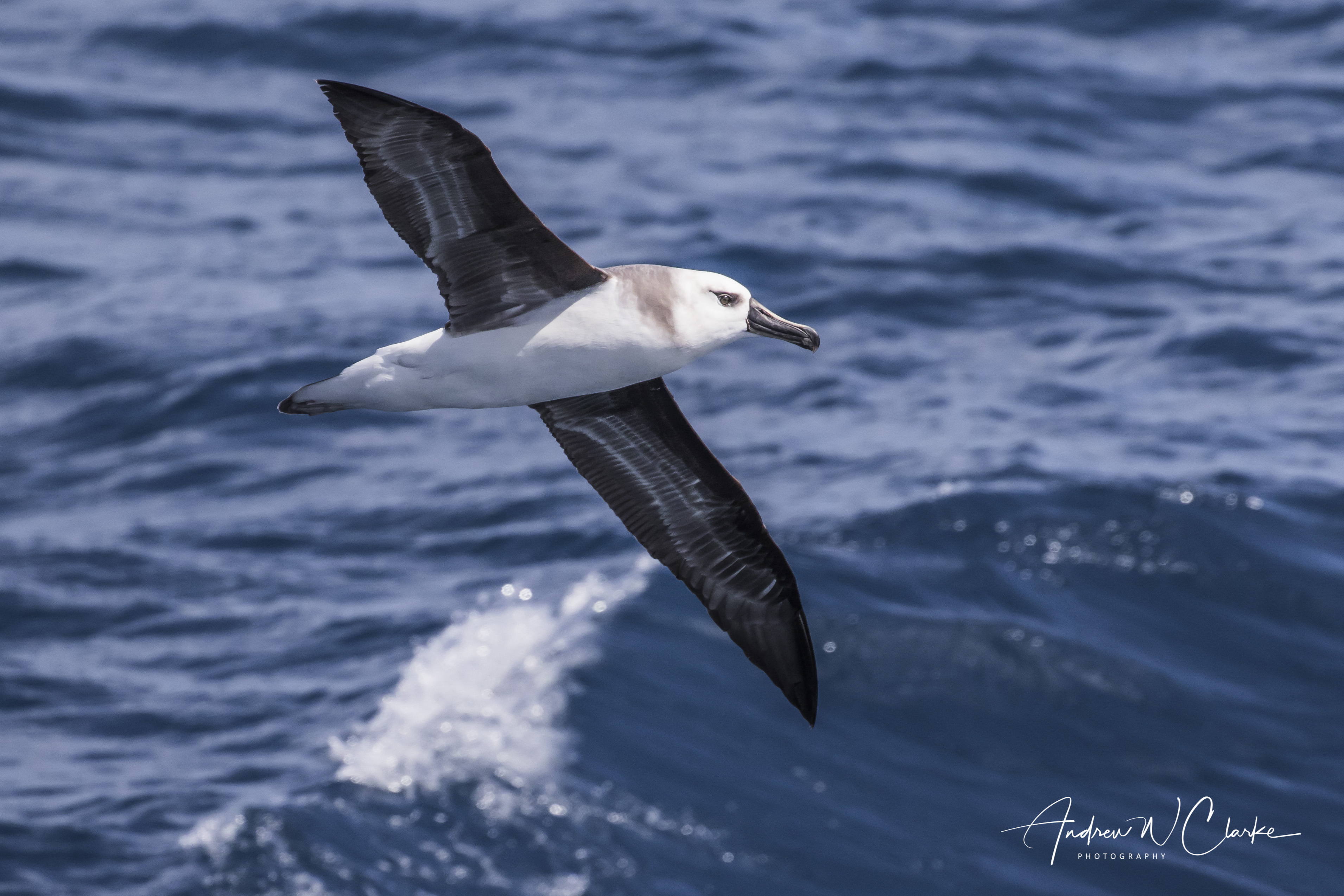 Grey-headed Albatross