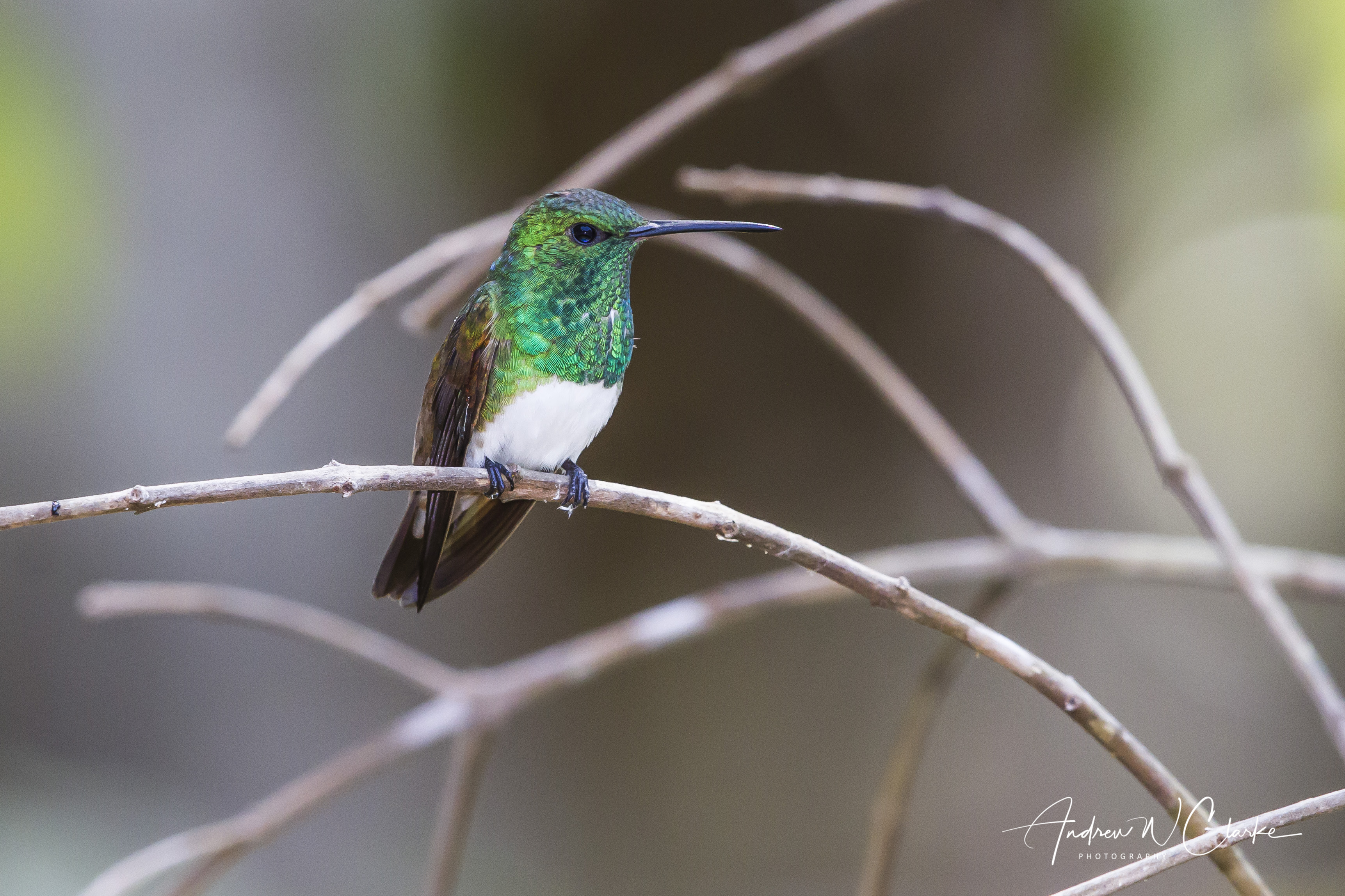 Snowy-bellied Hummingbird