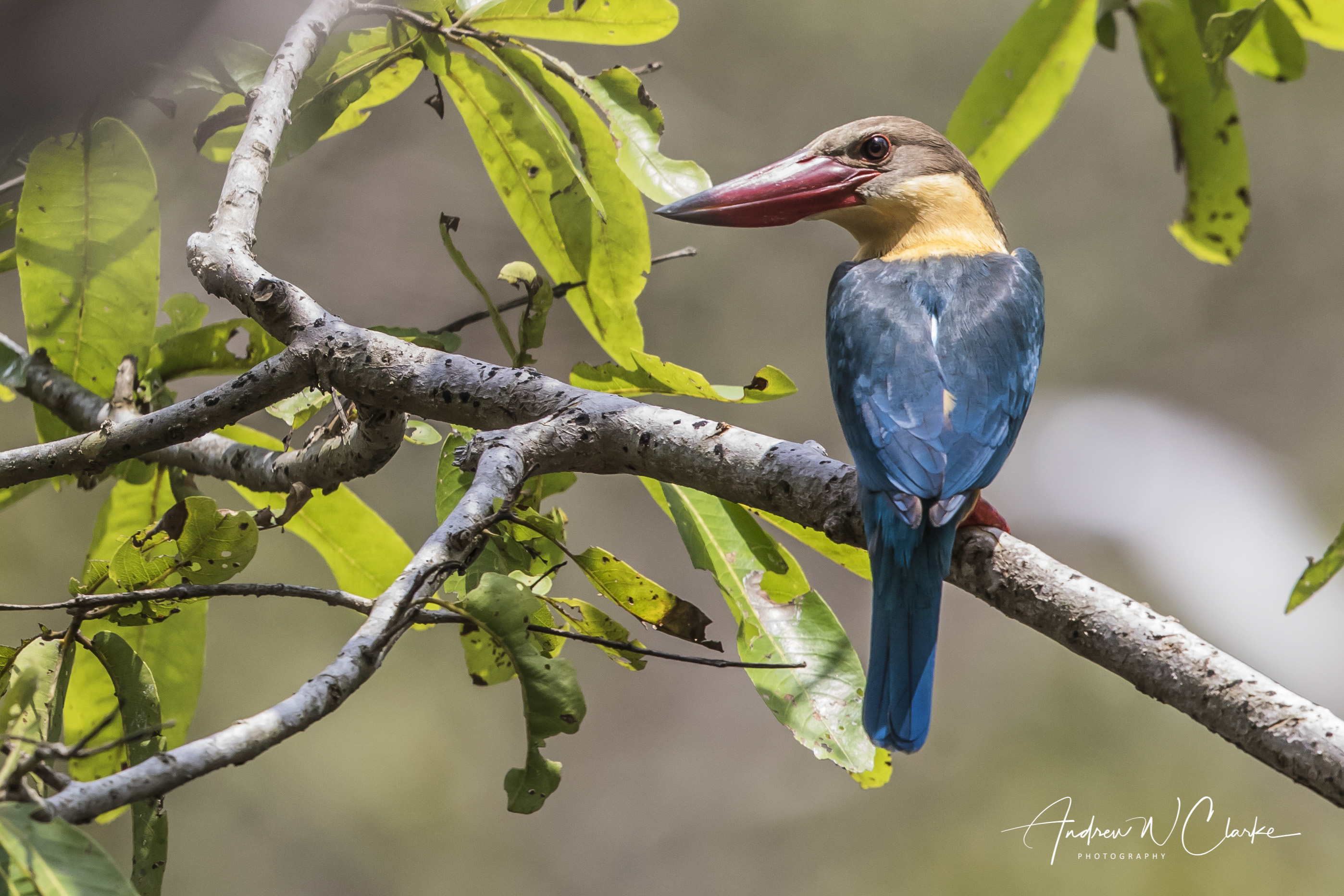 Stork-billed Kingfisher