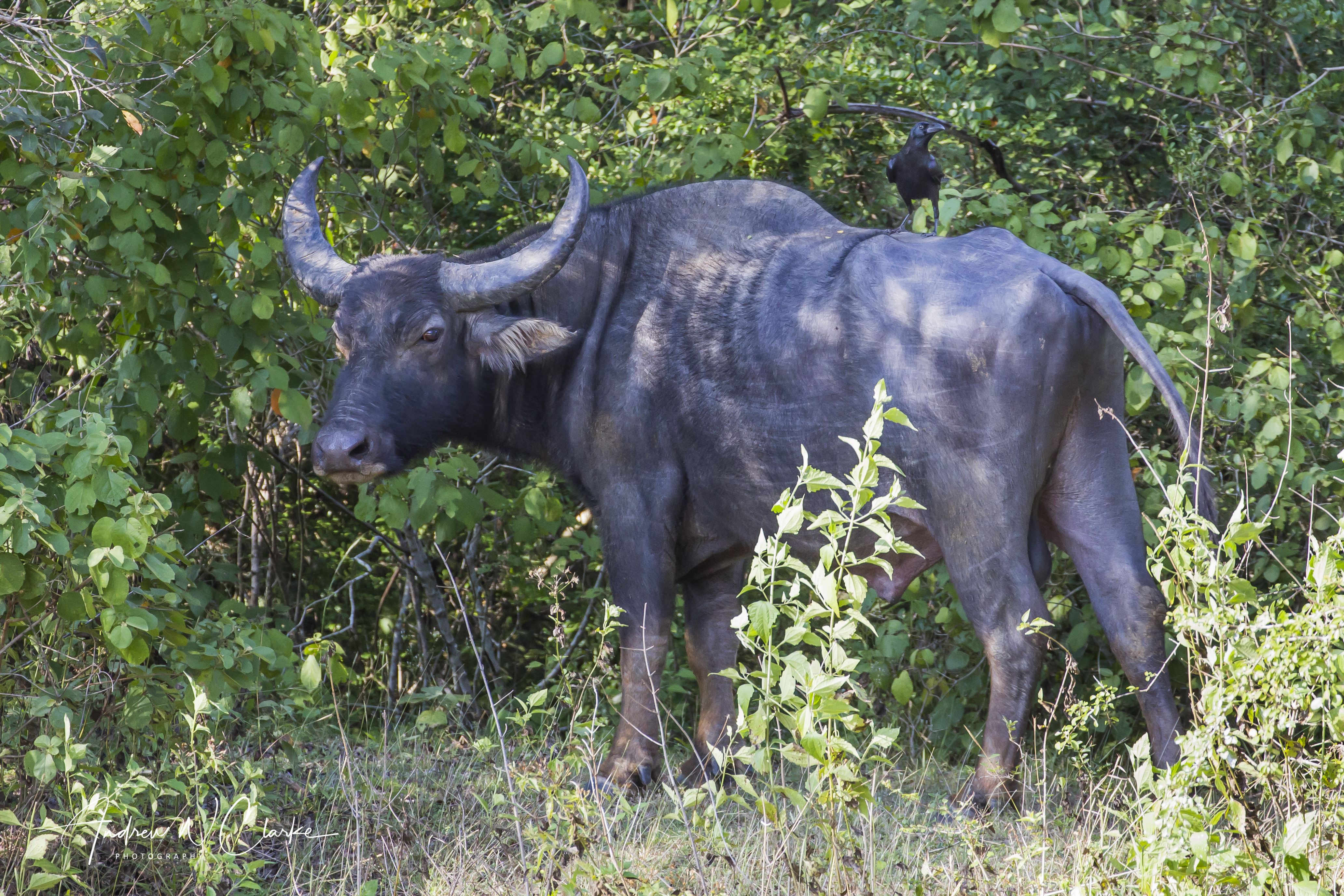 Asian Buffalo