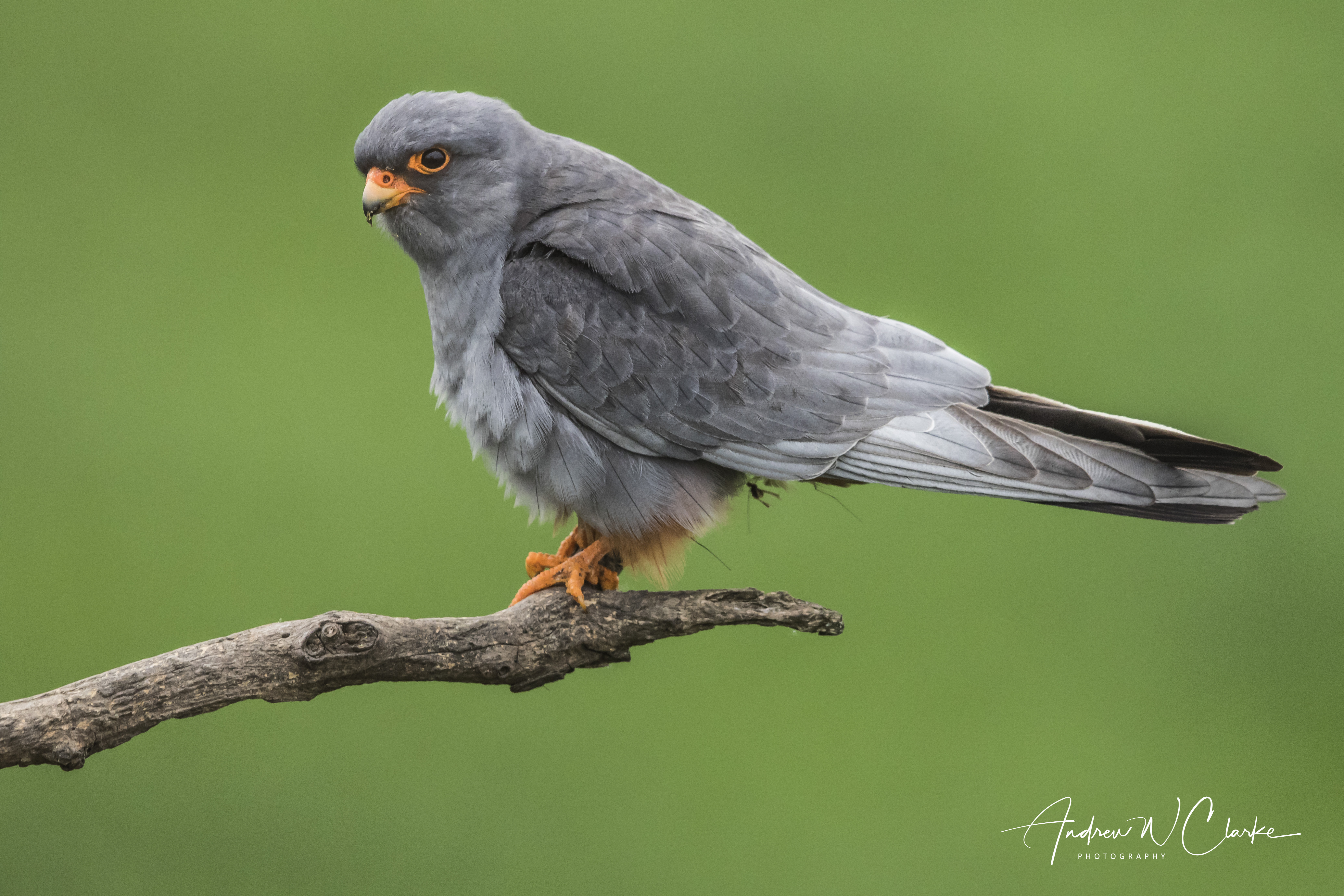 Red-footed Falcon