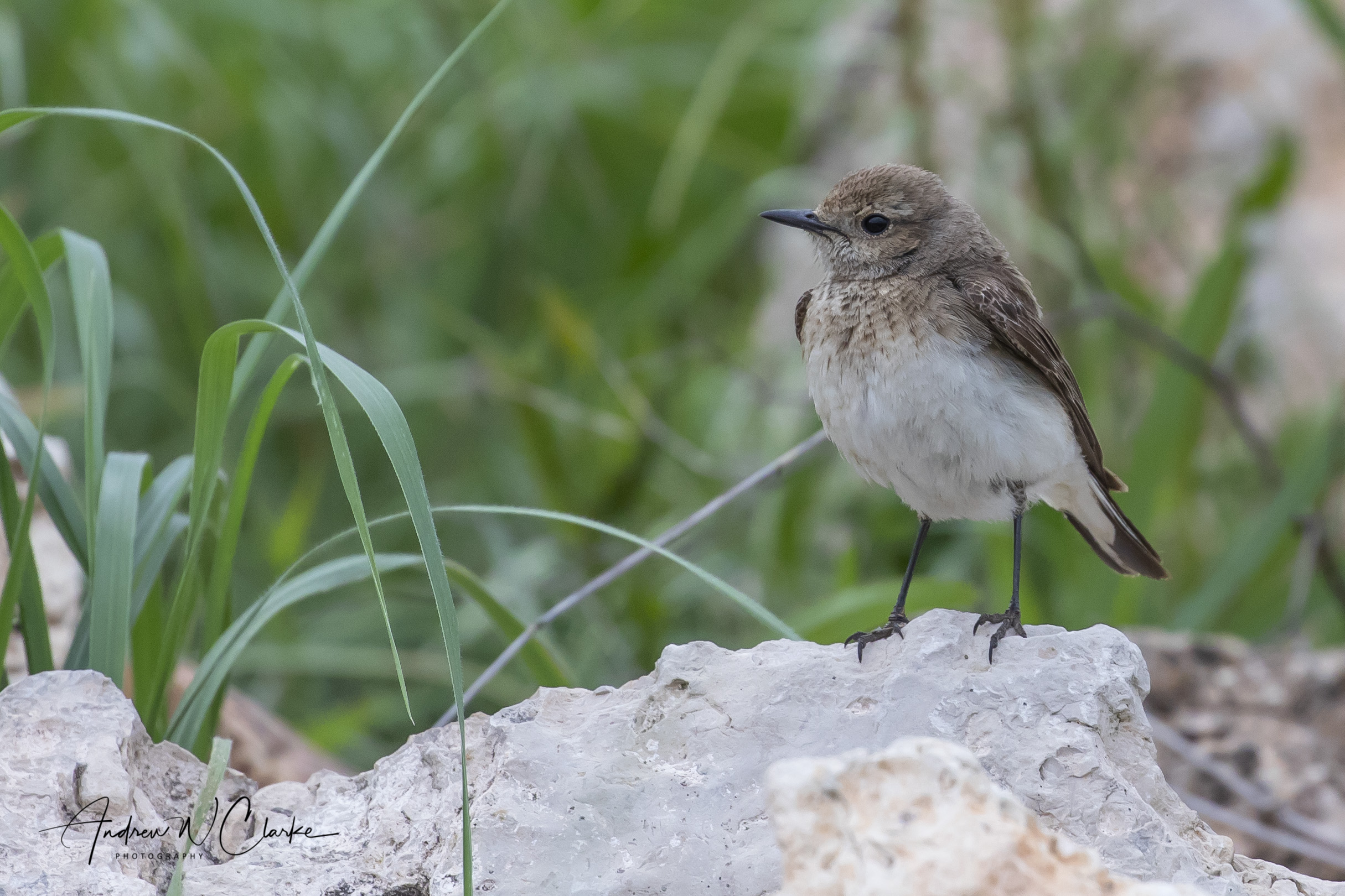 Pied Wheatear