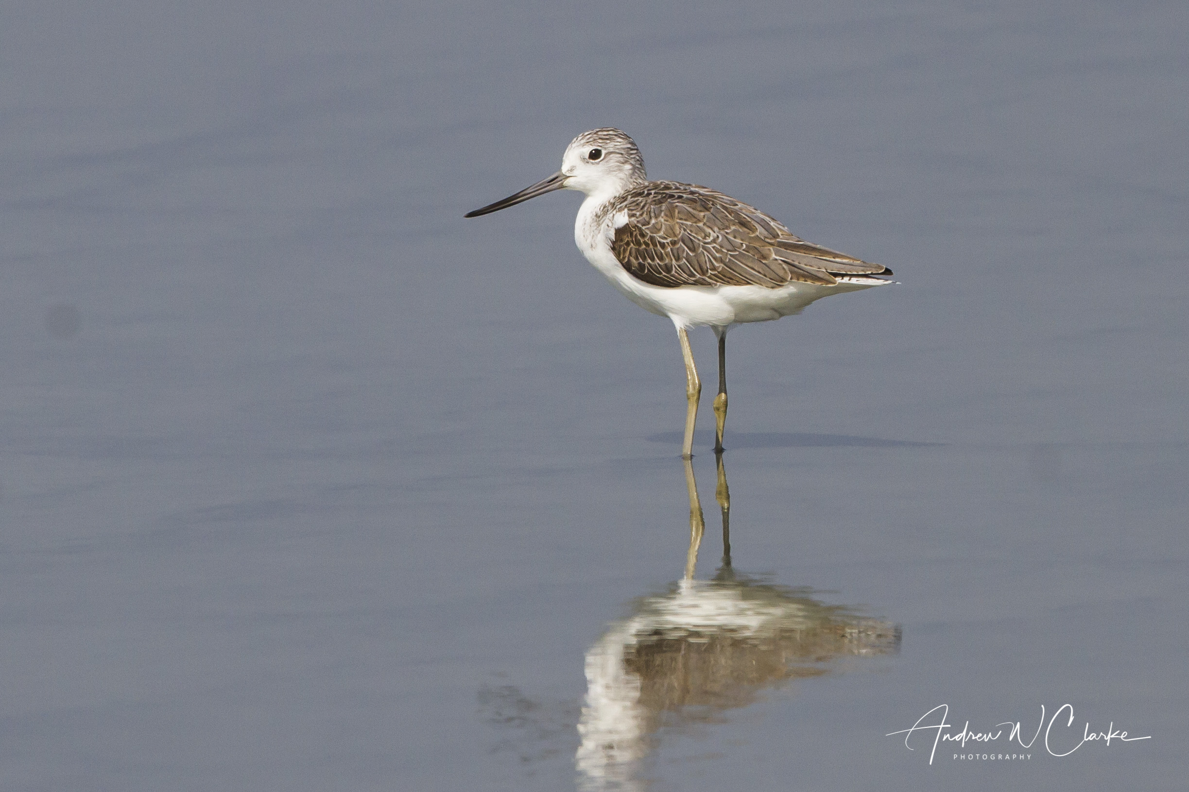 Common Greenshank