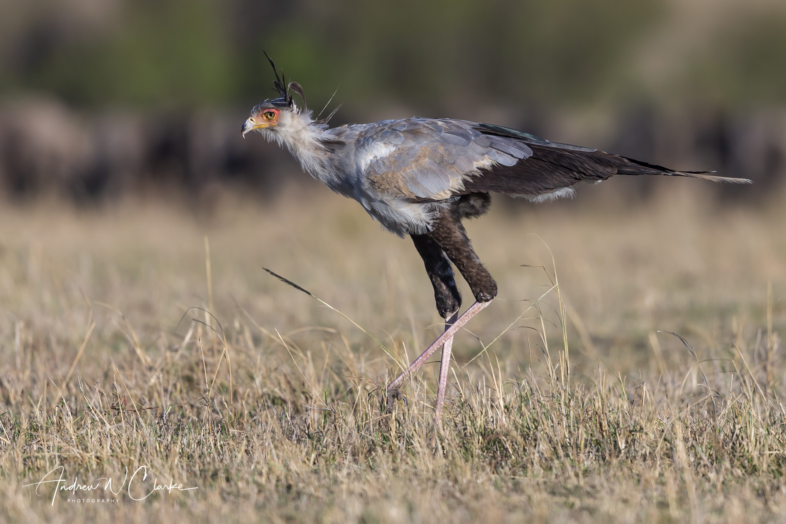 Secretarybird