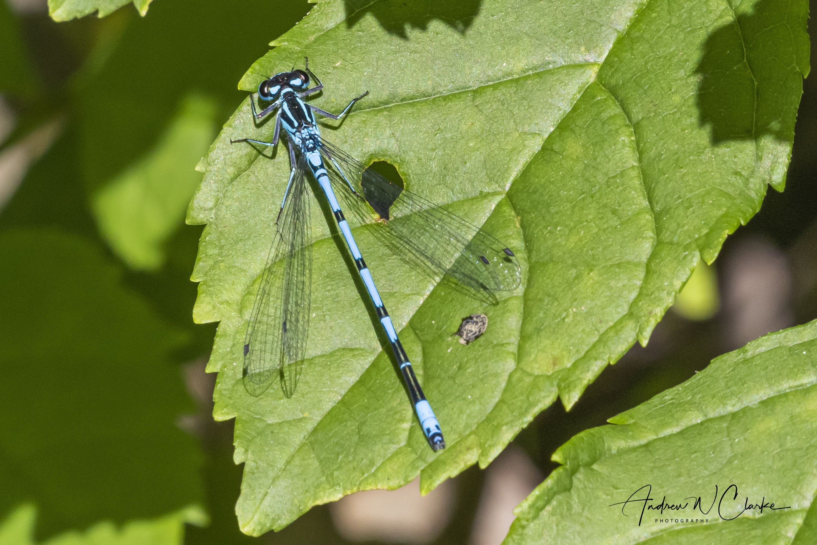 Azure Bluet
