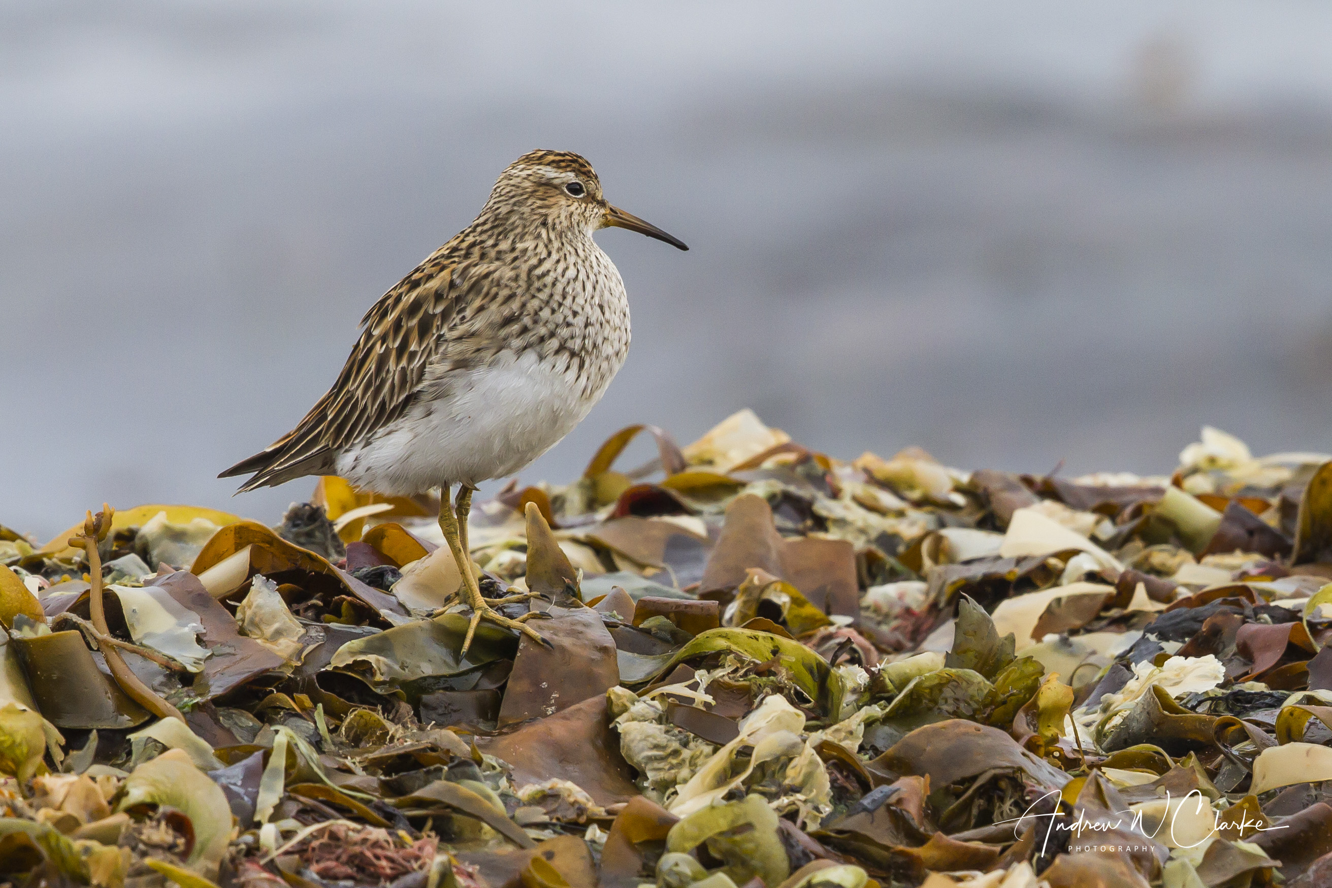 Pectoral Sandpiper / Alaskasnipe