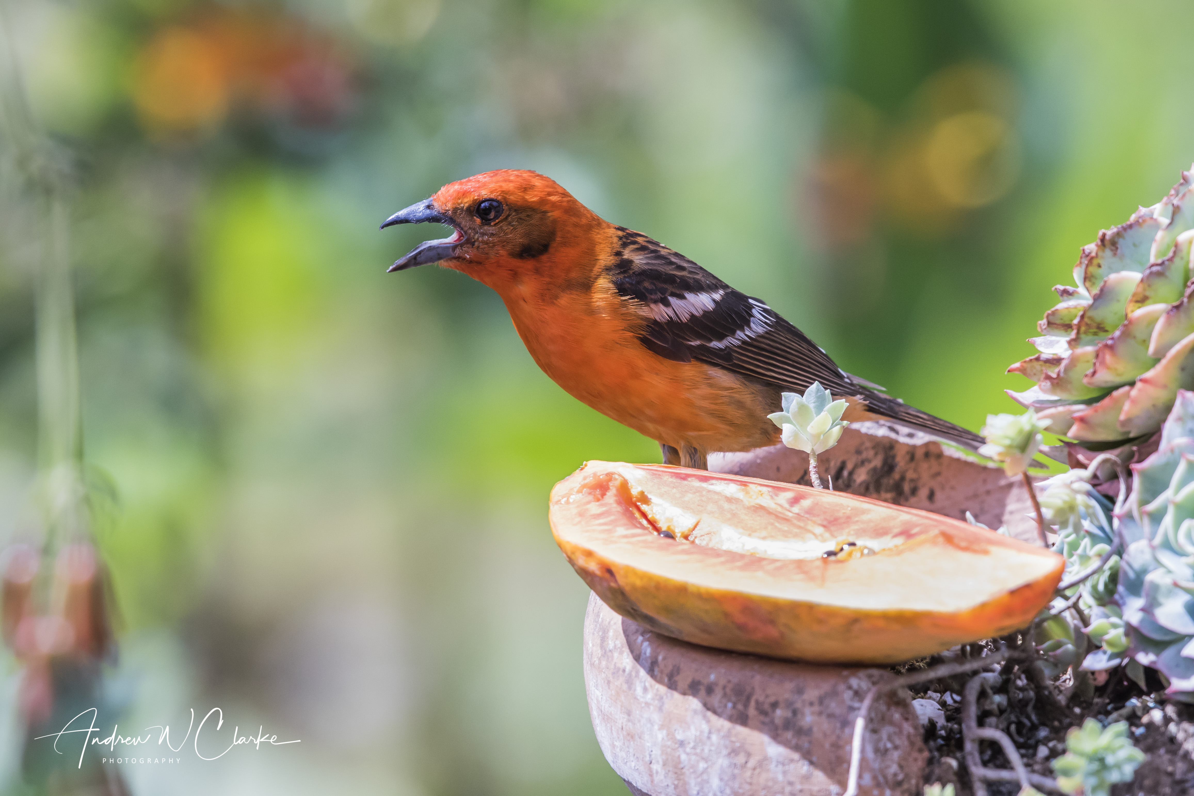 Flame-colored Tanager