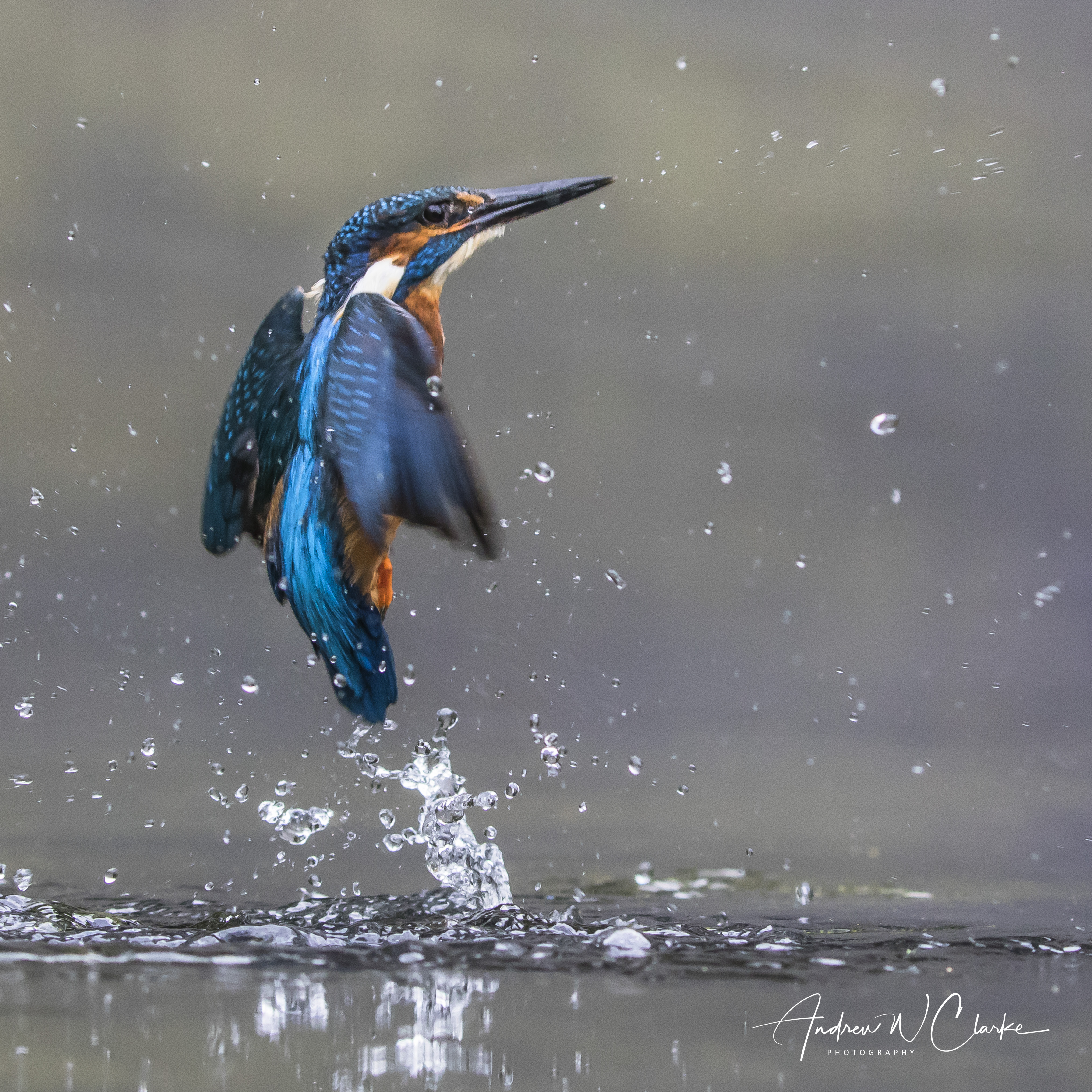 Common Kingfisher