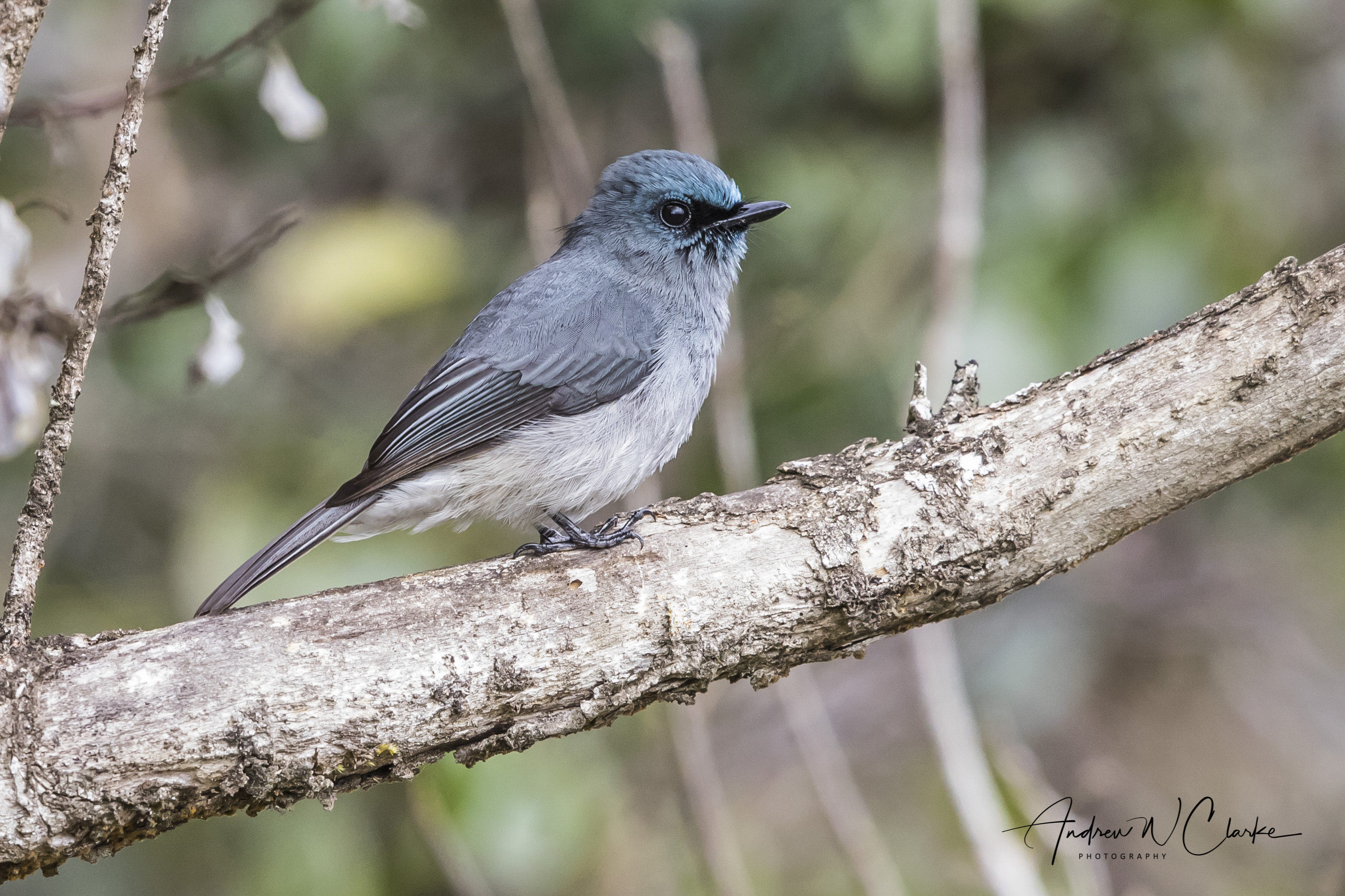 Dull Blue Flycatcher