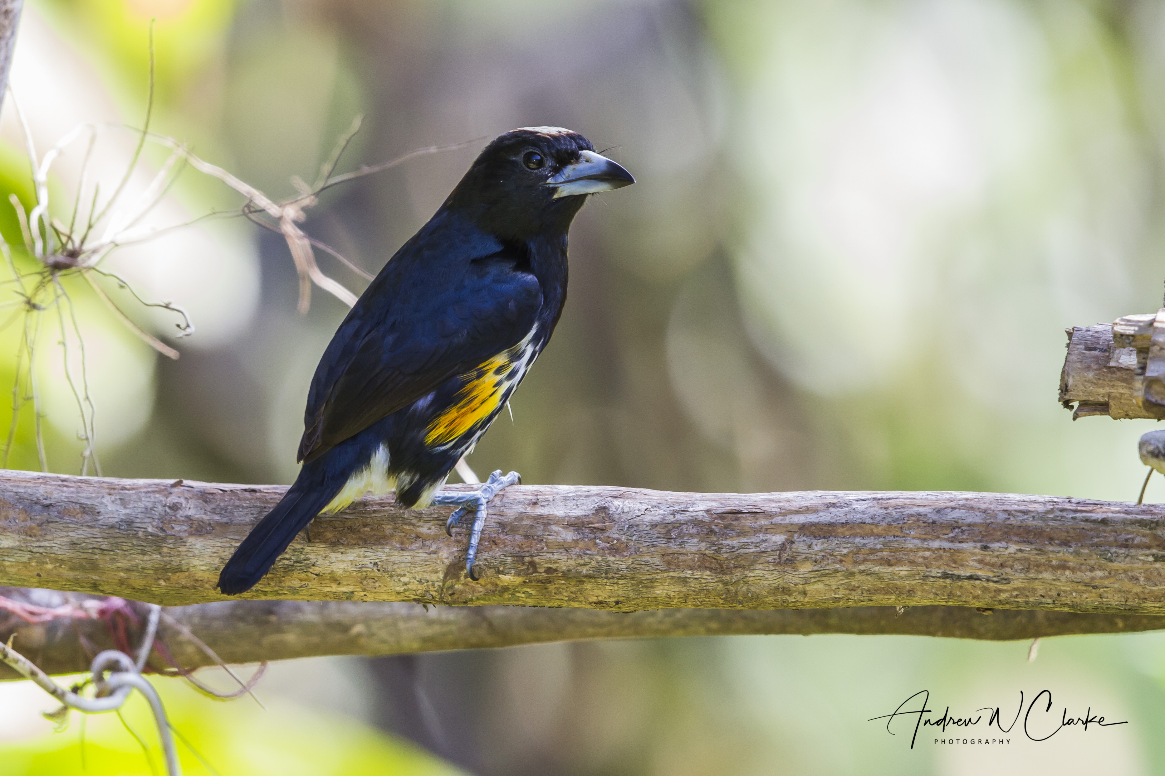 Spot-crowned Barbet