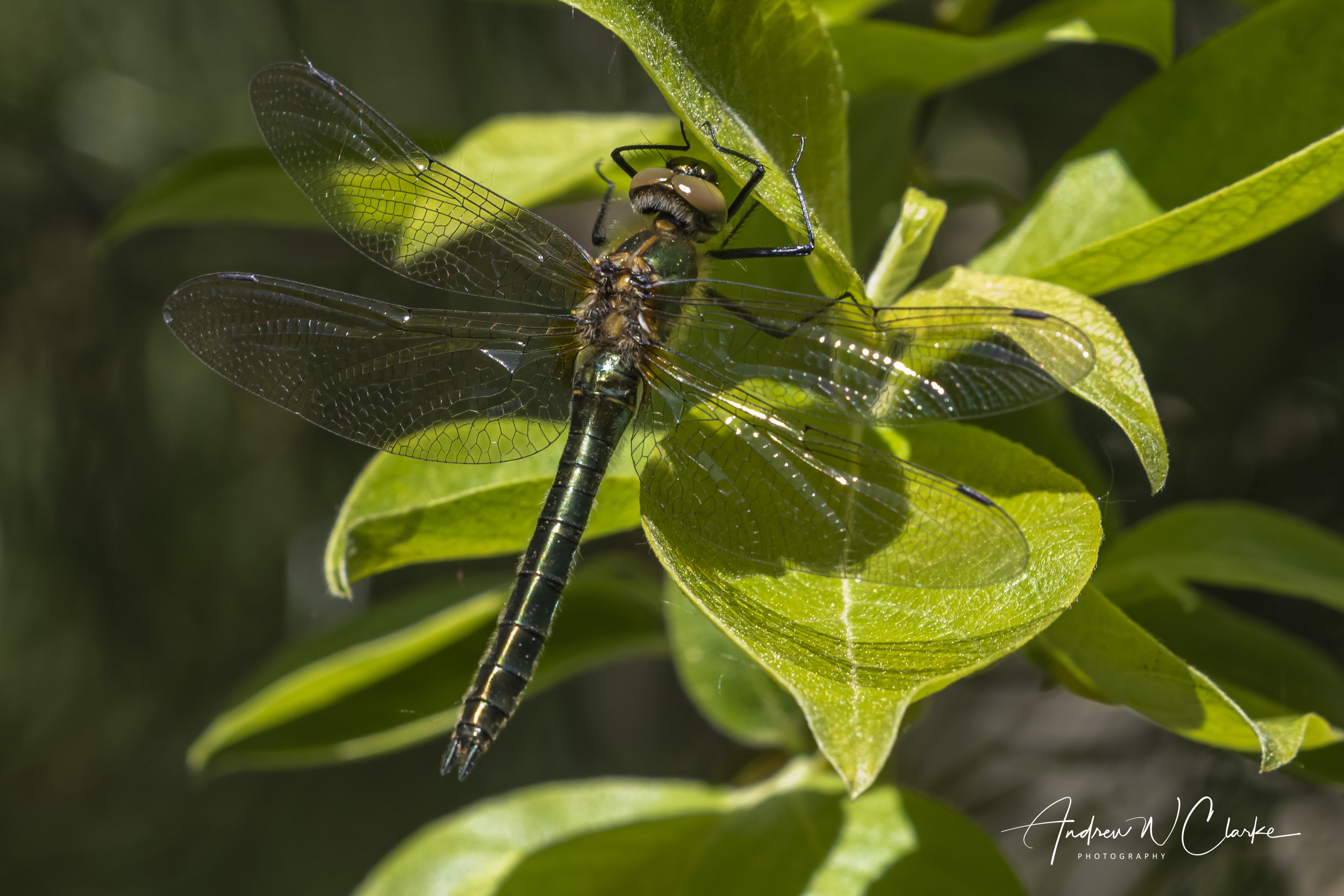 Downy Emerald