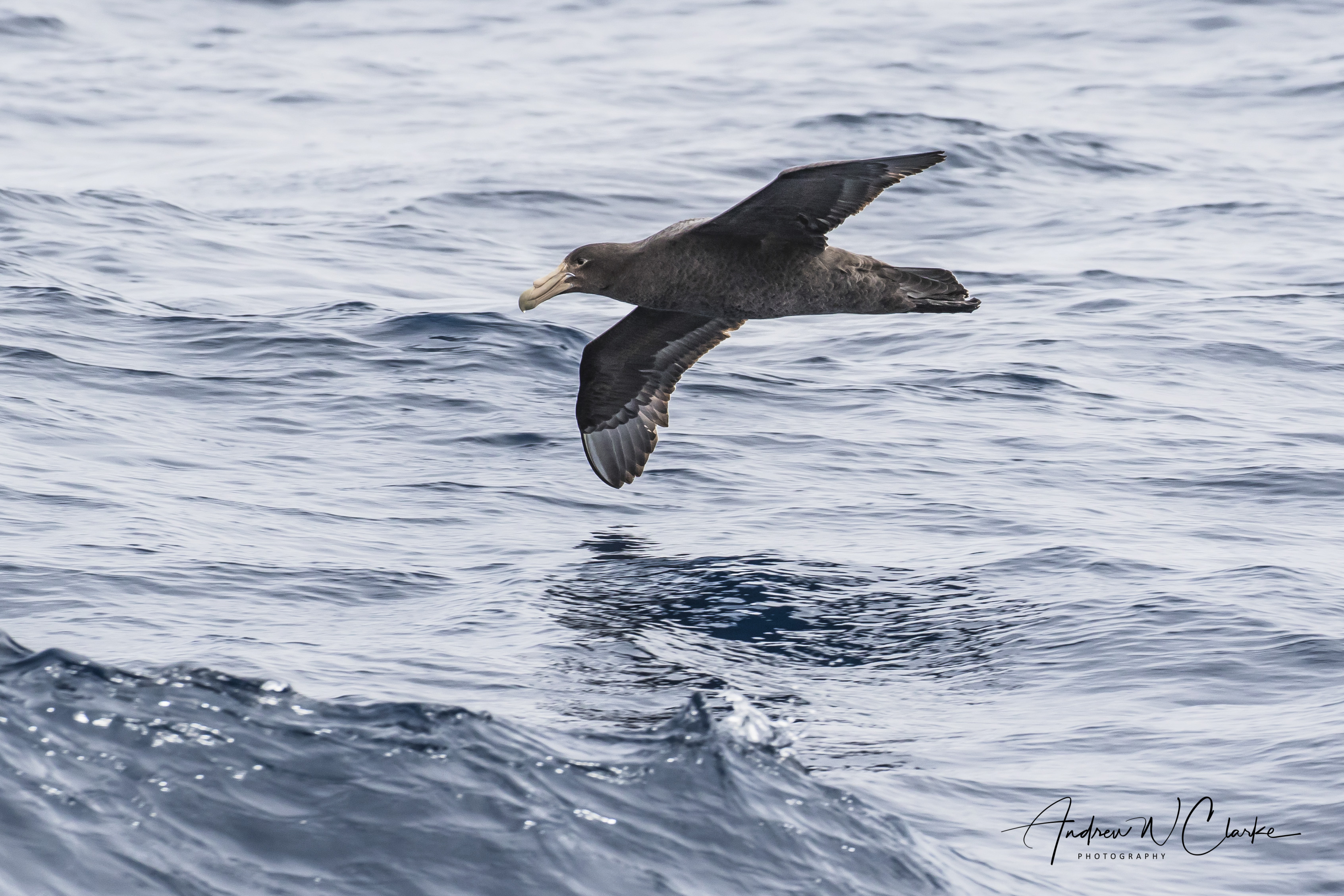 Southern Giant Petrel