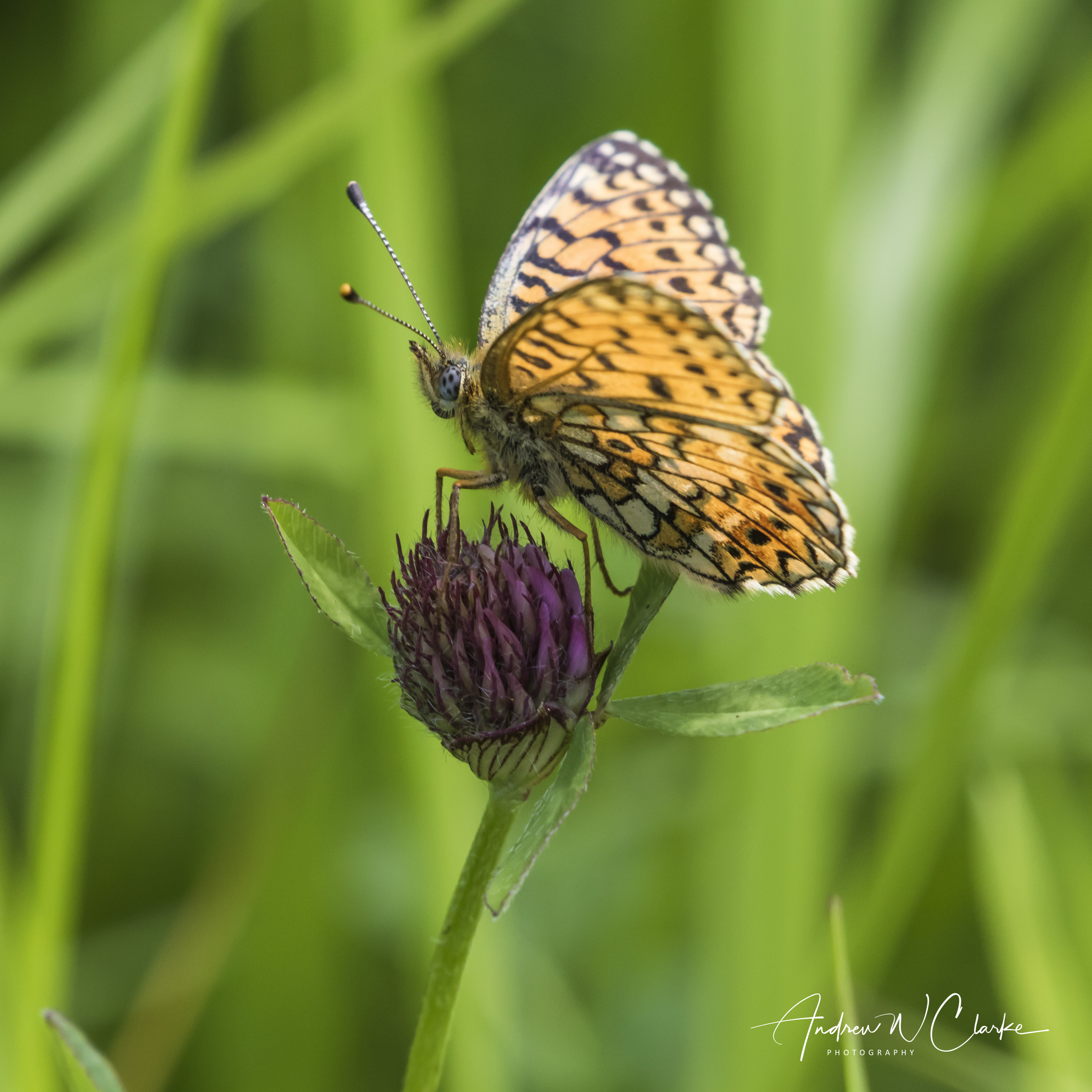 Small Pearl-bordered Fritillary