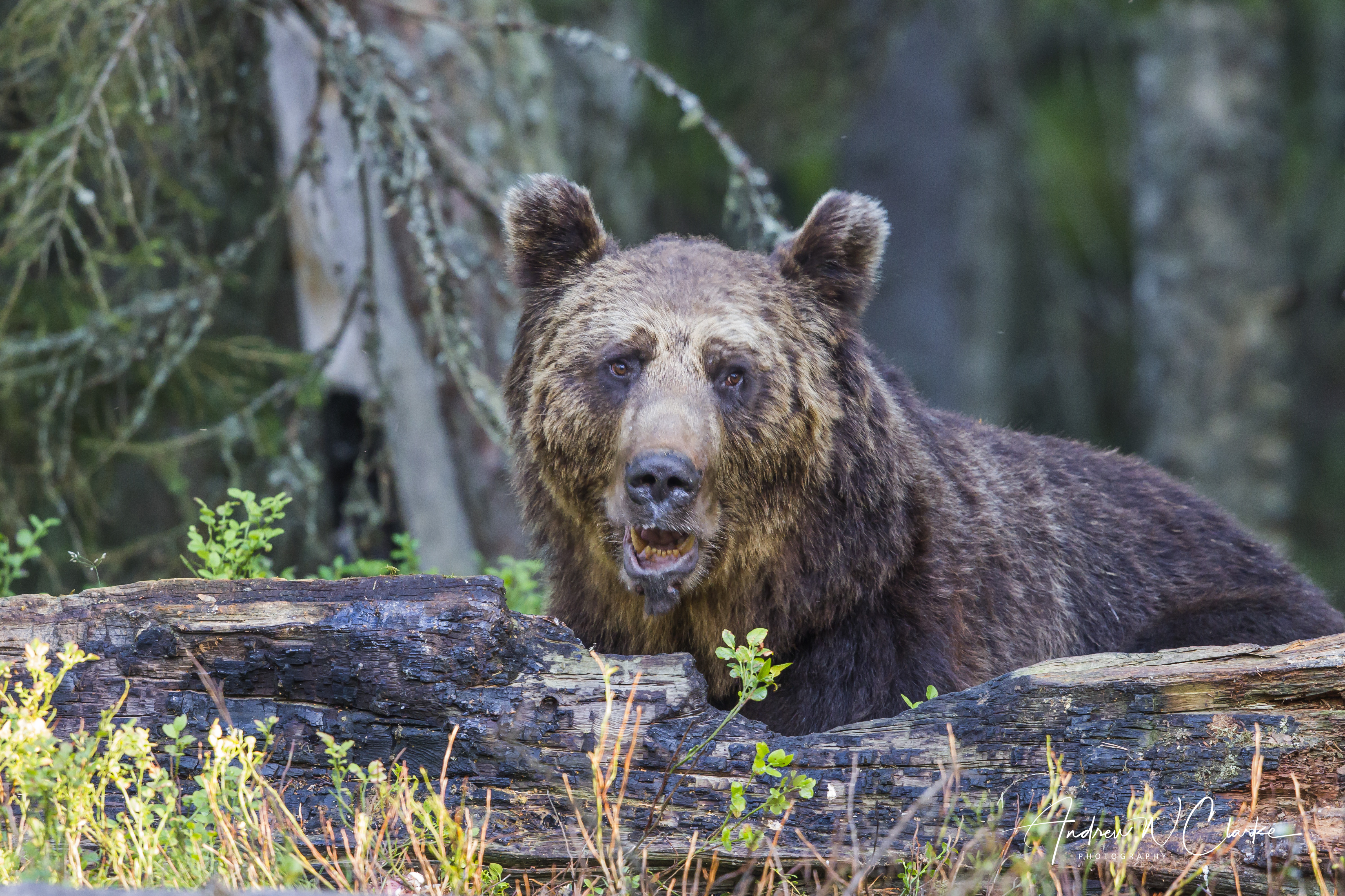 Eurasian Brown Bear