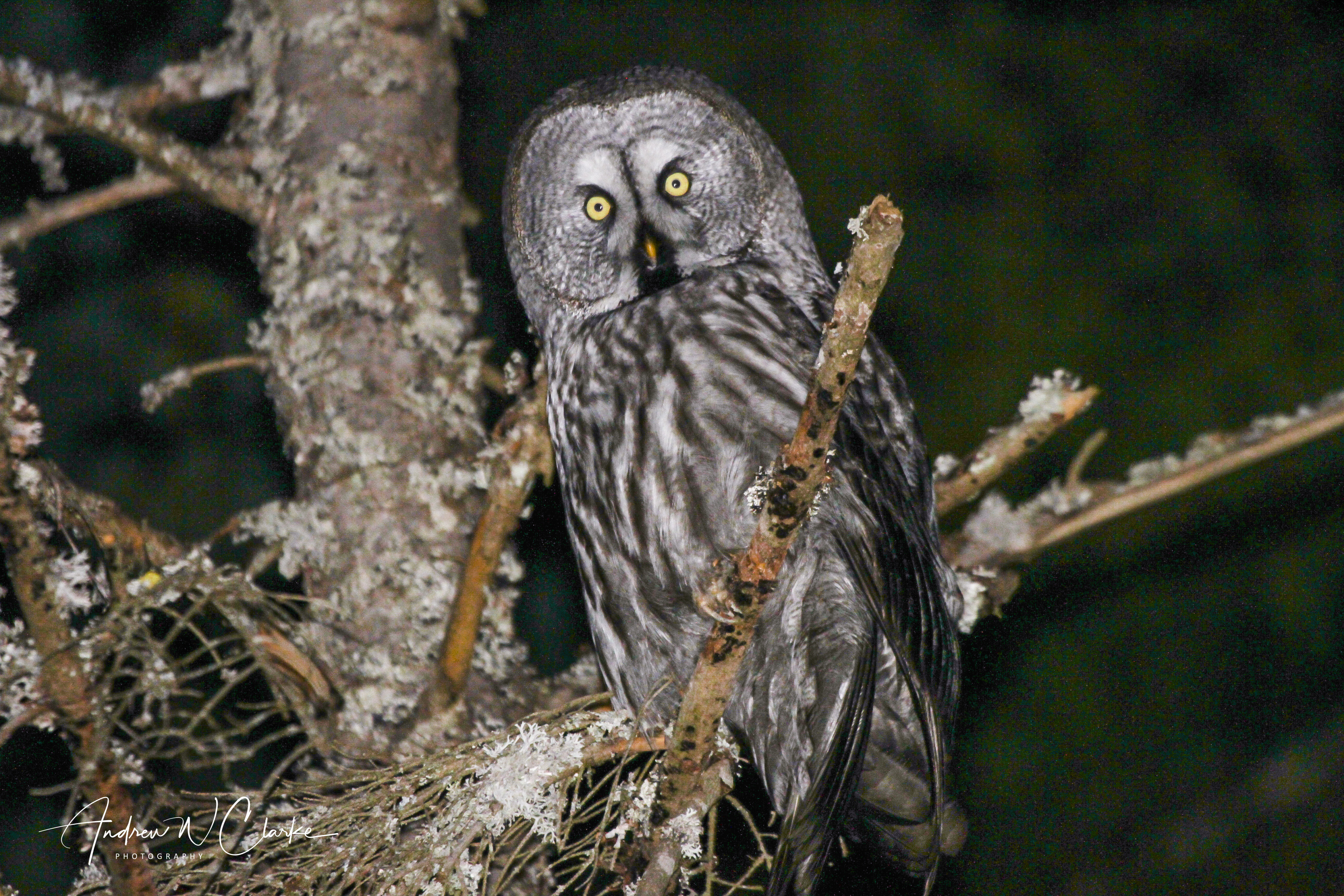 Great Grey Owl / Lappugle