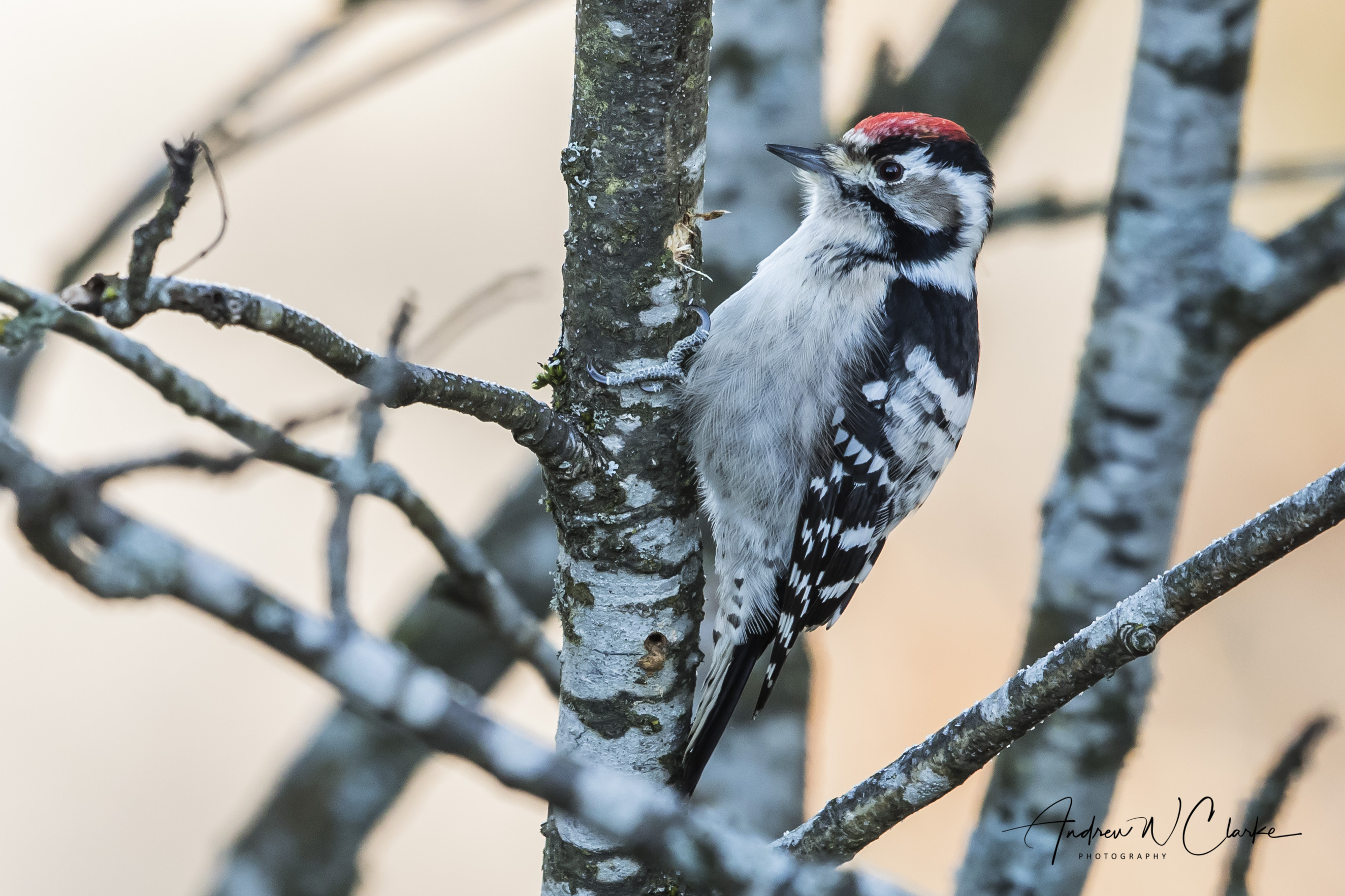 Lesser-spotted Woodpecker/Dvergspett