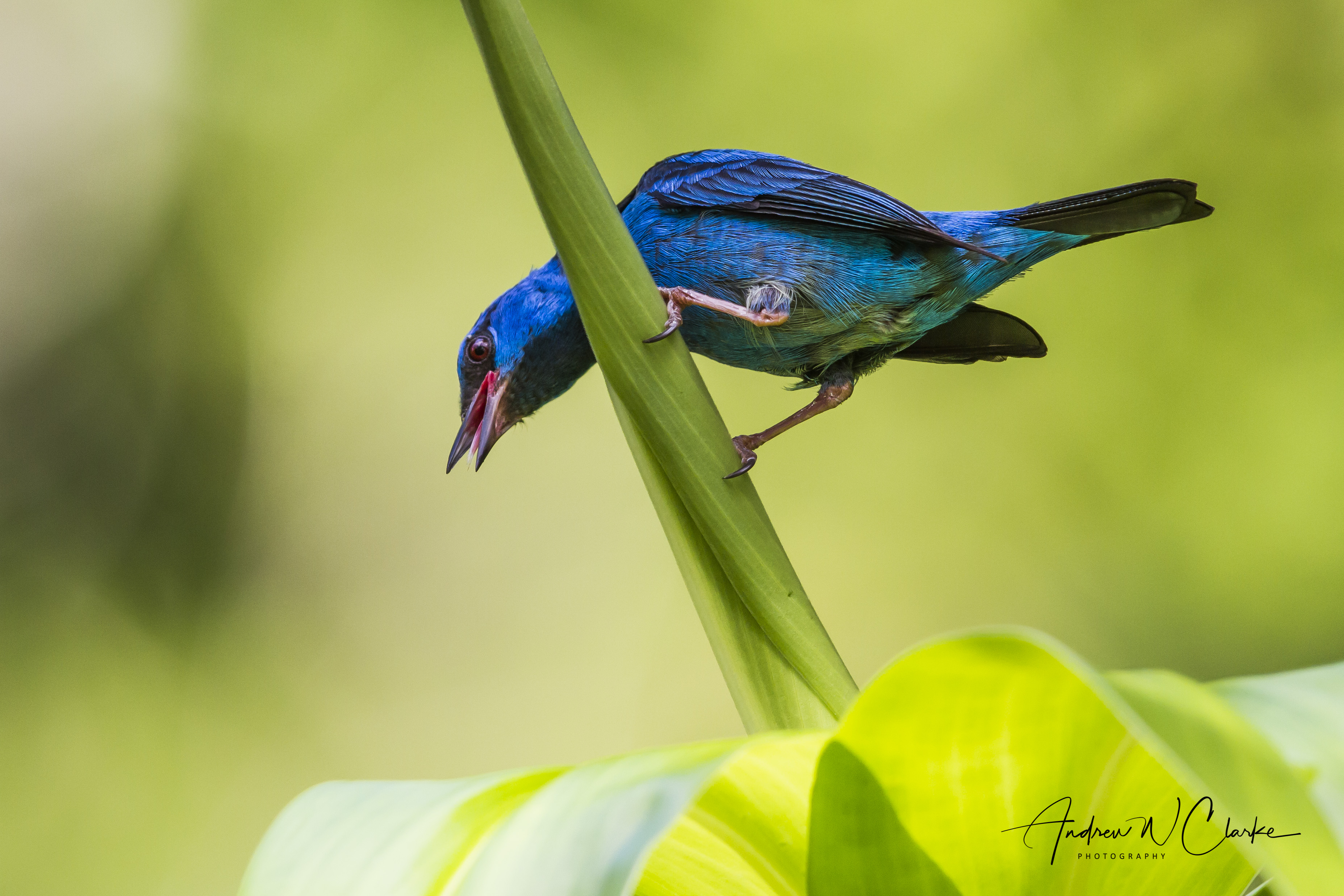 Blue Dacnis