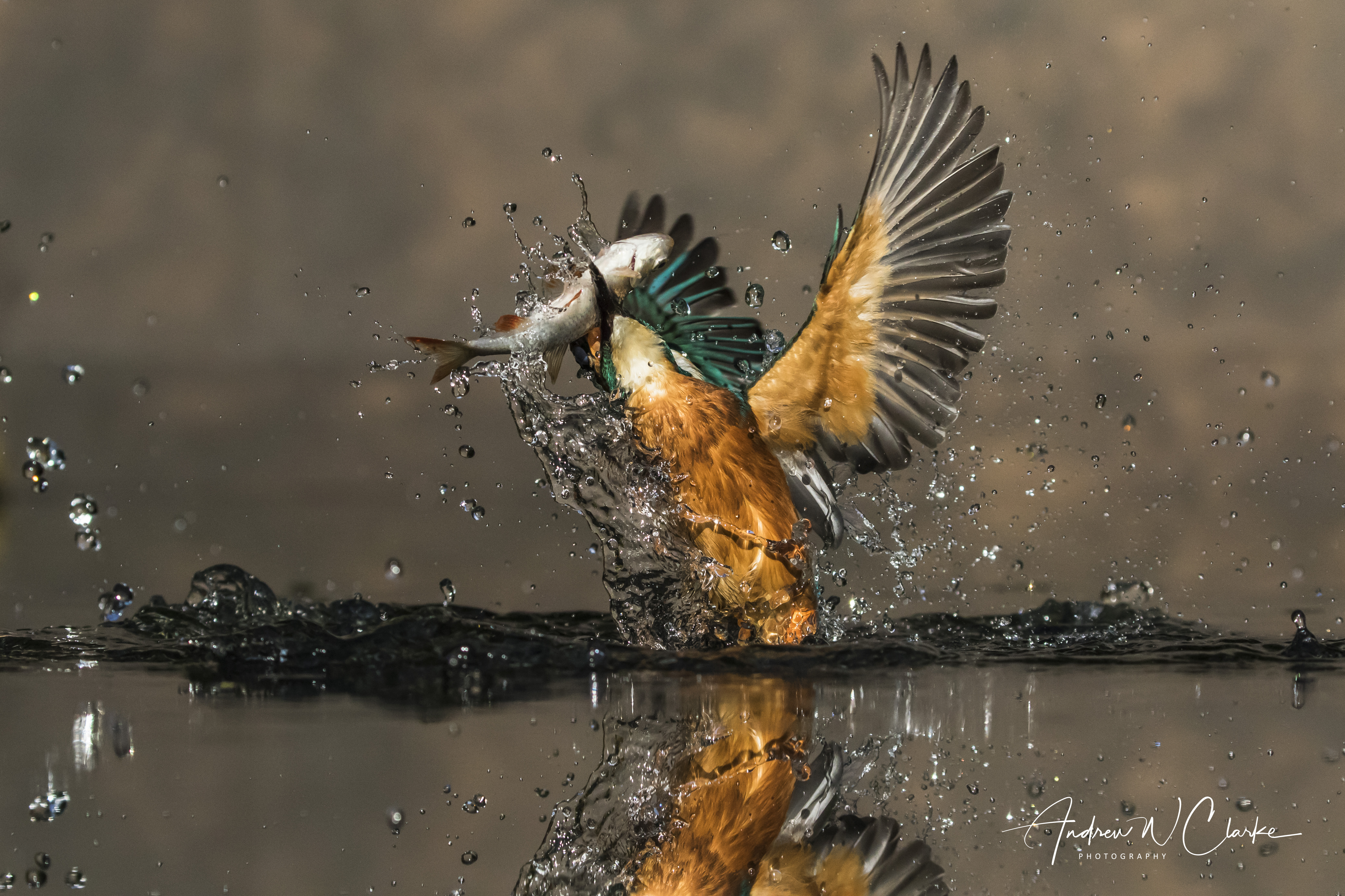 Common Kingfisher