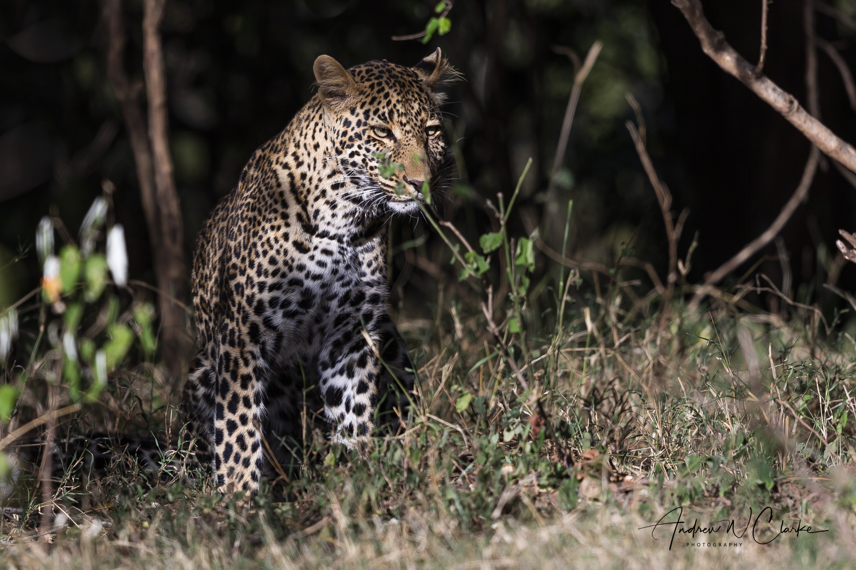 Leopard