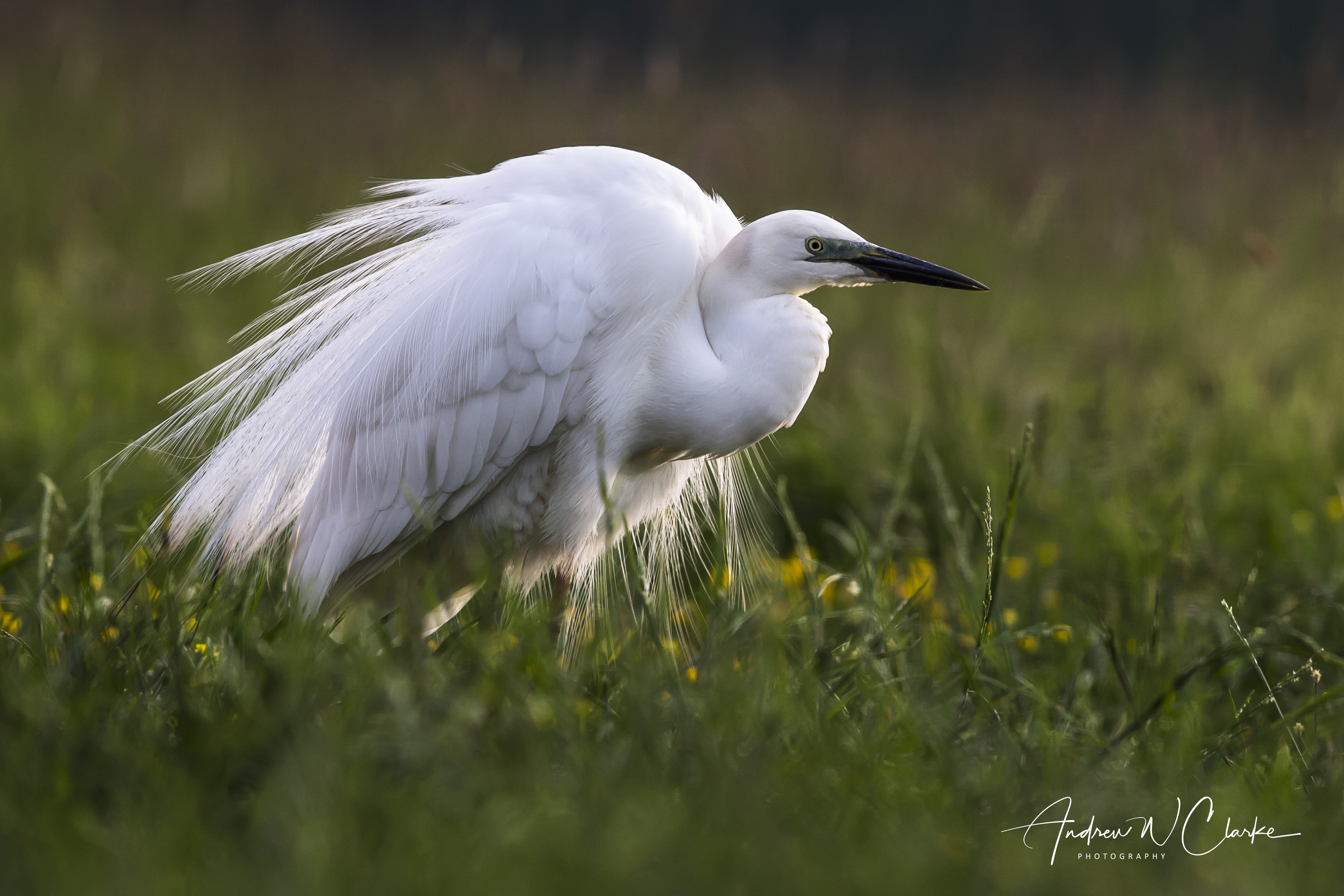 Great Egret