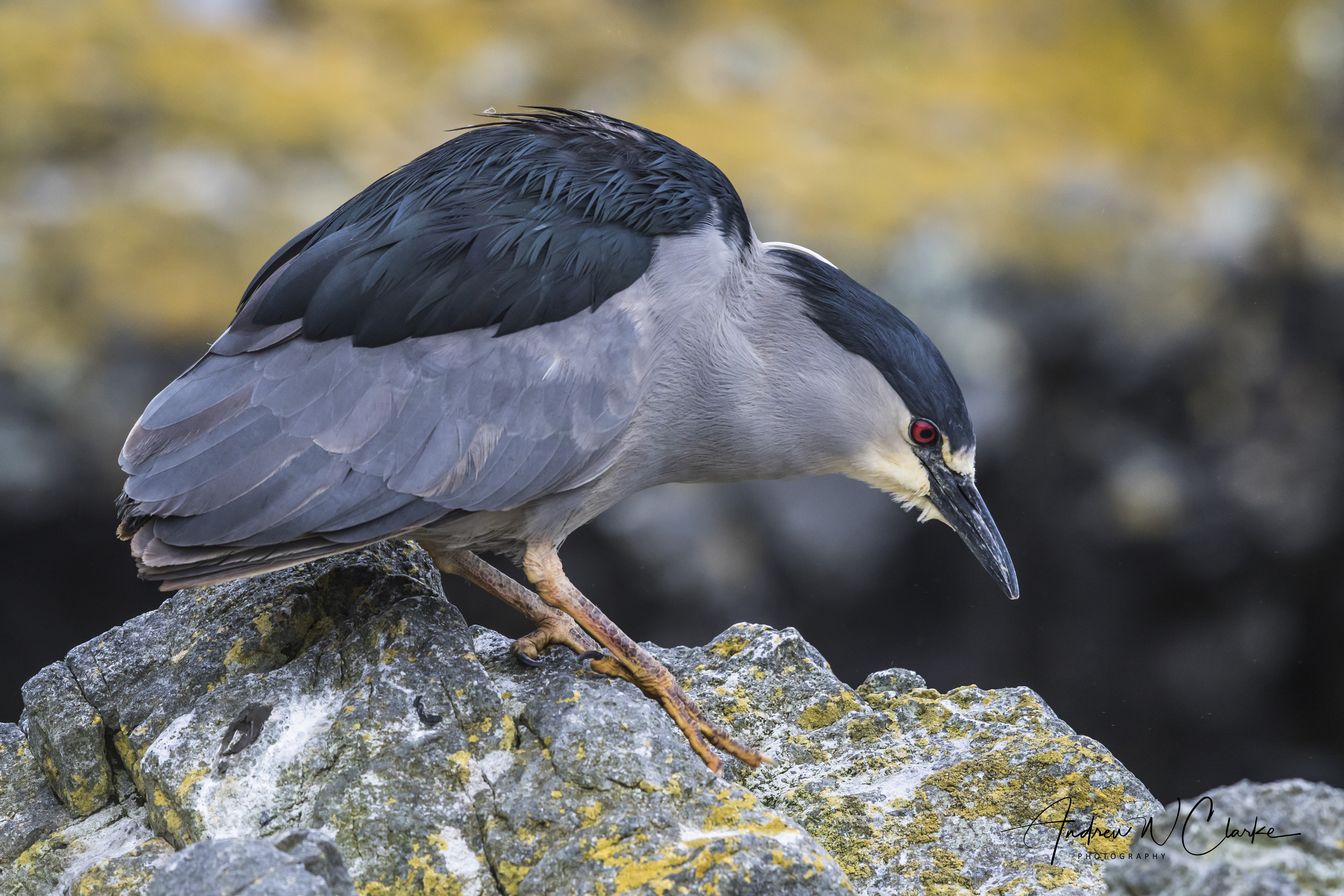 Night Heron