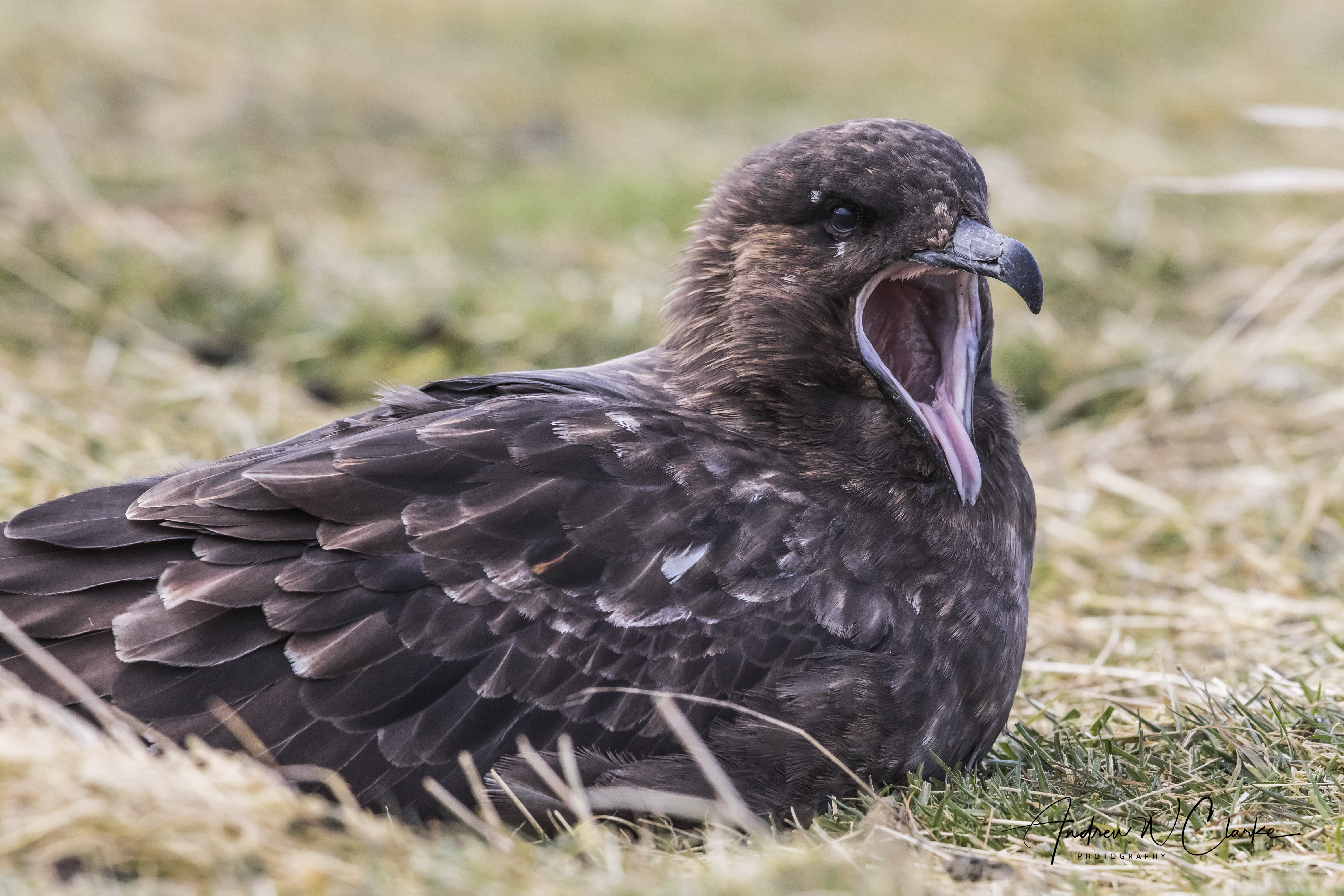 Brown (Falkland) Skua