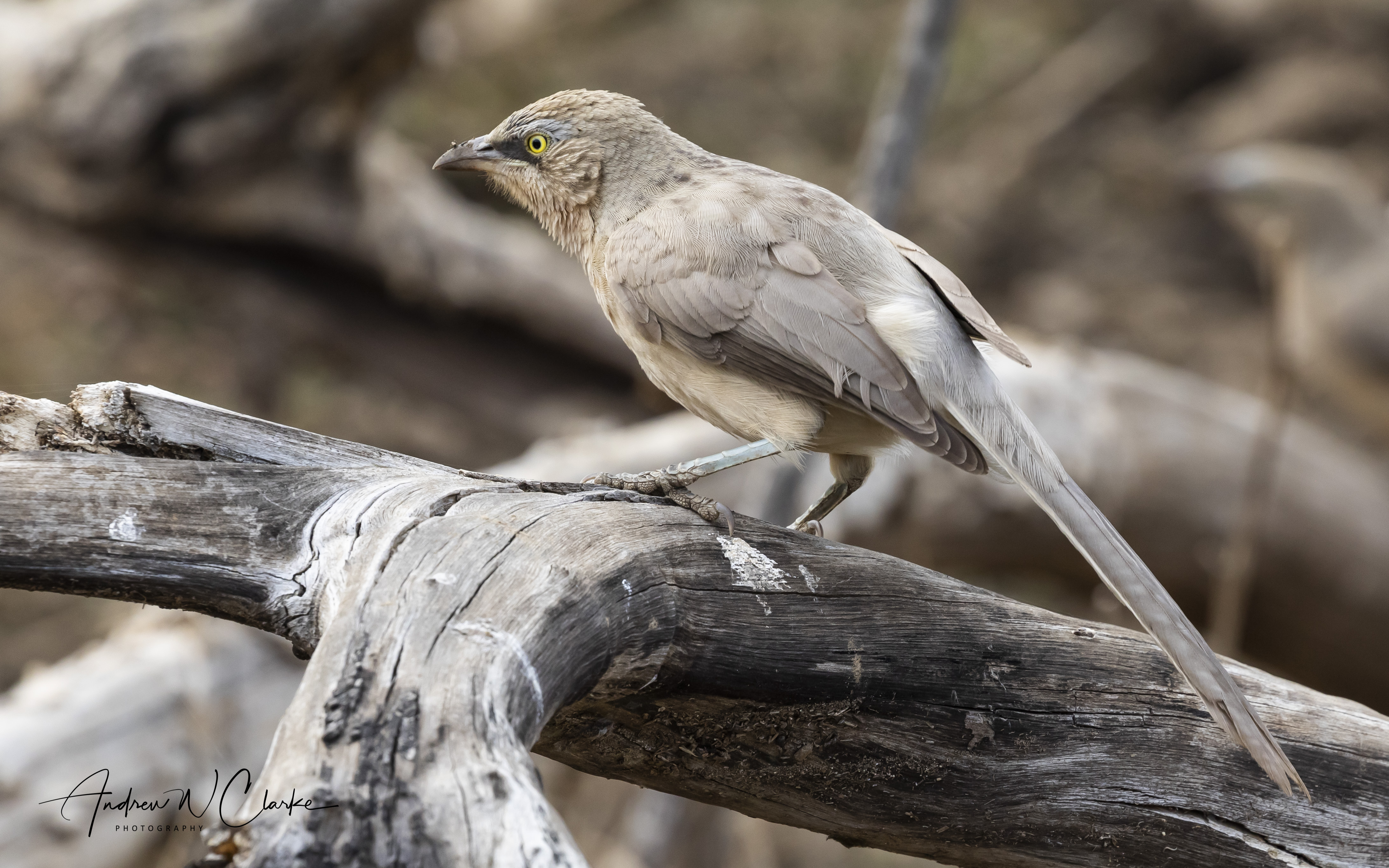 Large Gray Babbler