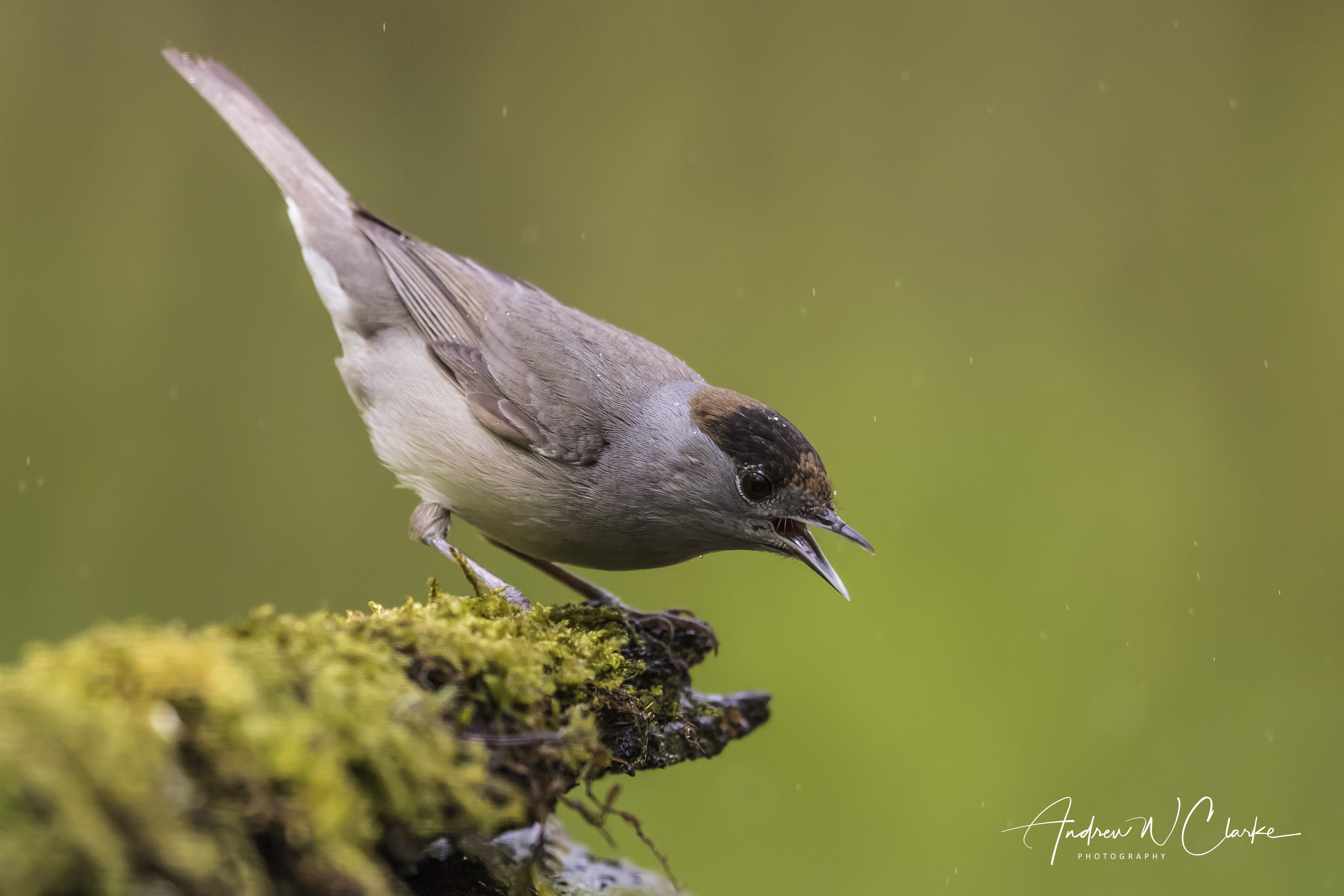 Eurasian Blackcap