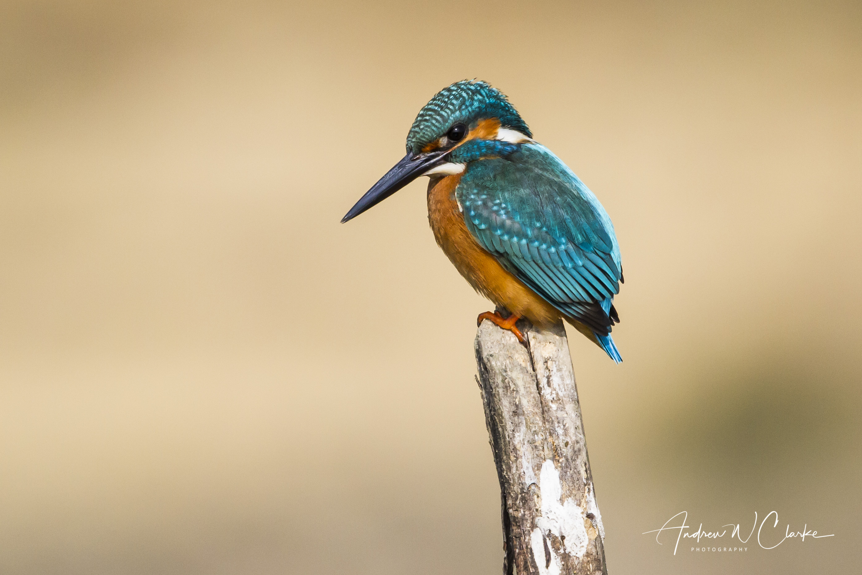 Common Kingfisher
