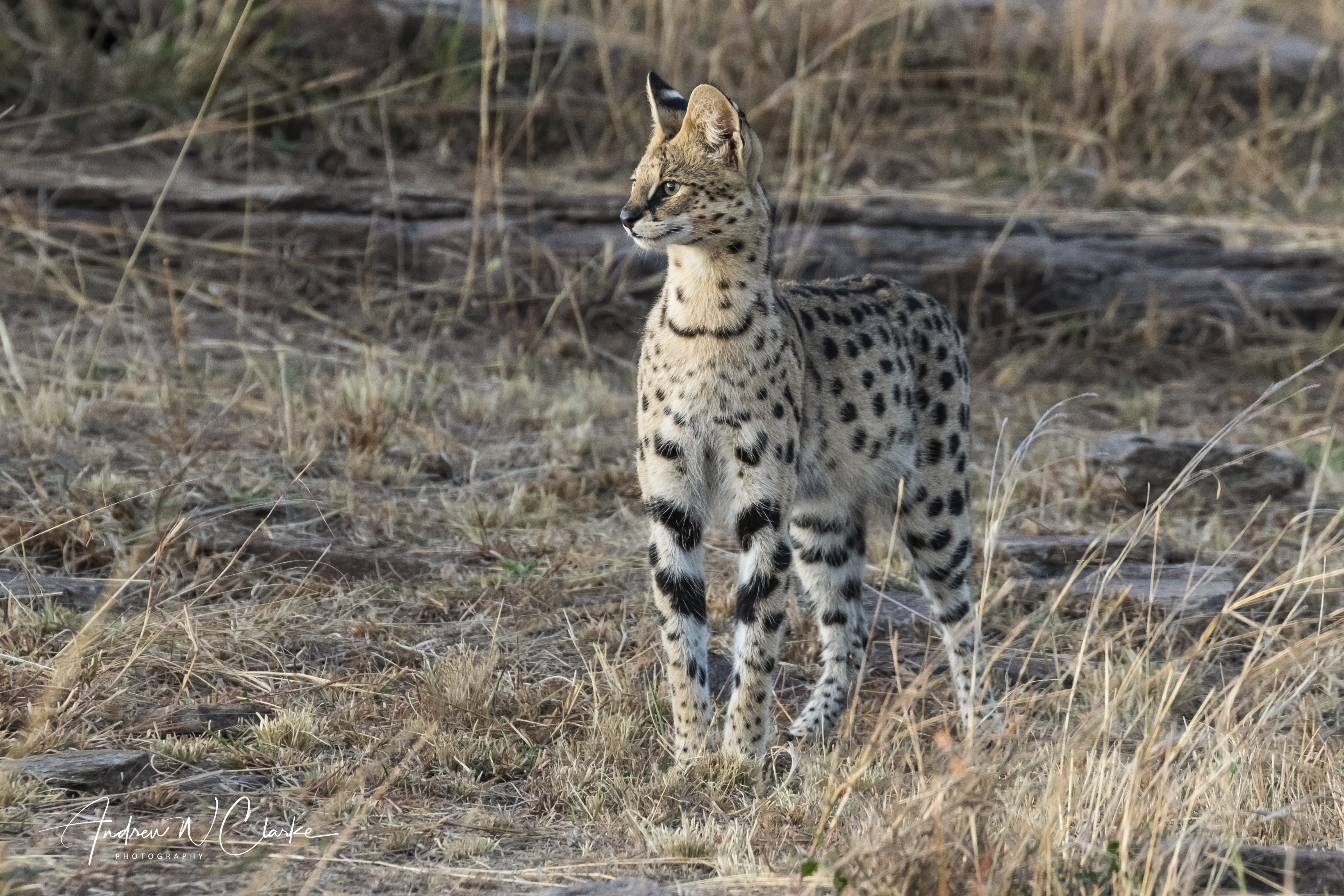 Serval
