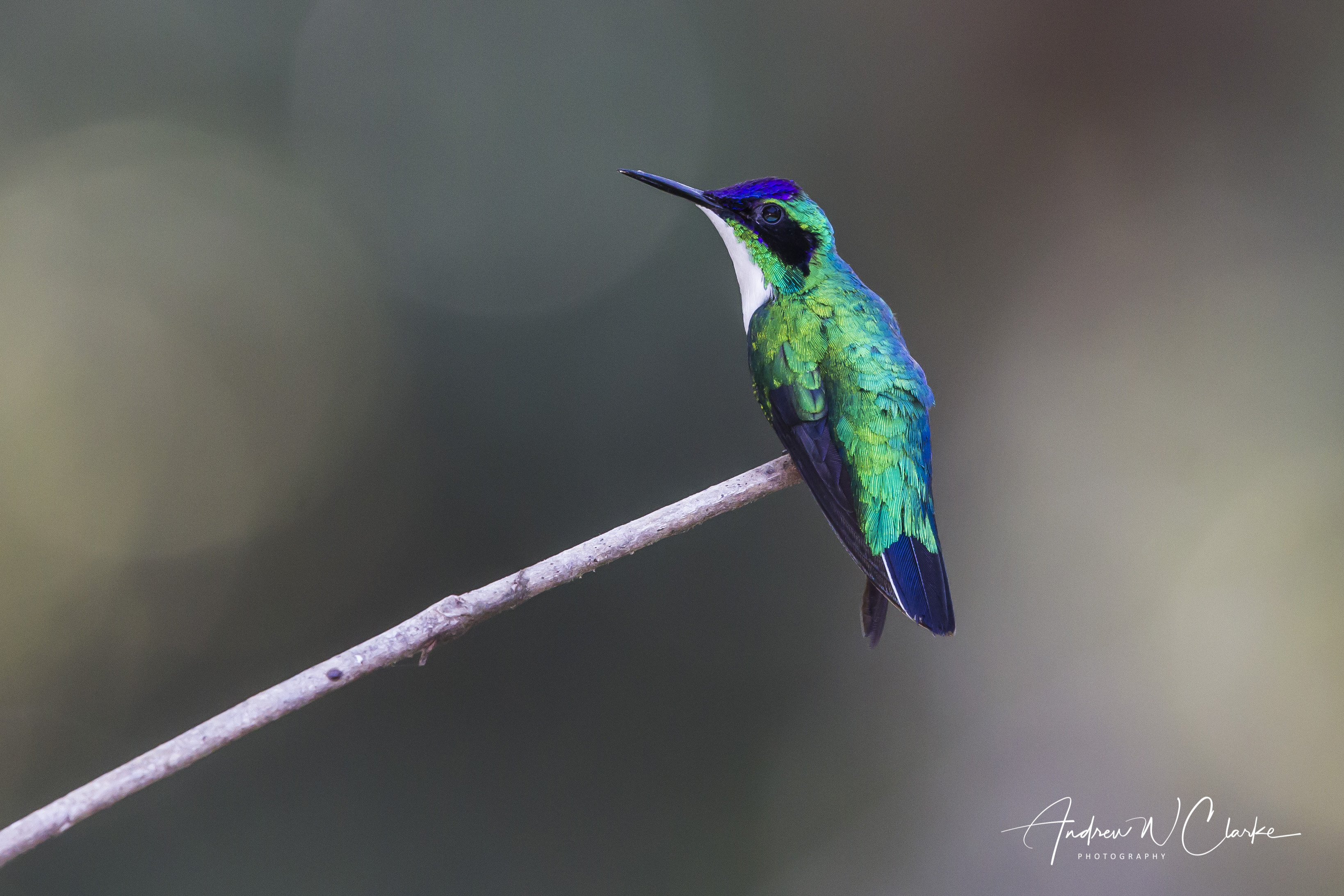 Purple-crowned Fairy