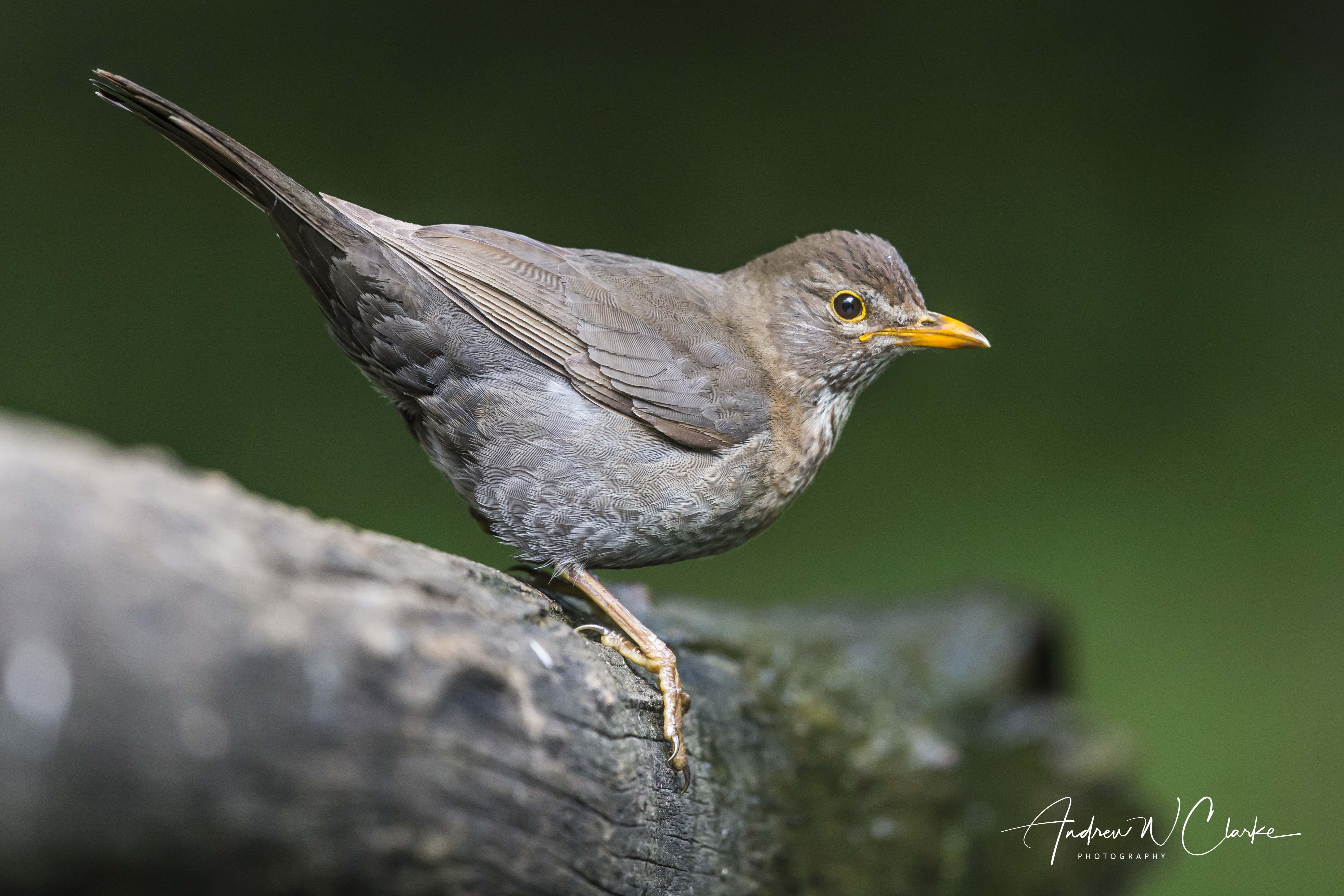 Eurasian Blackbird