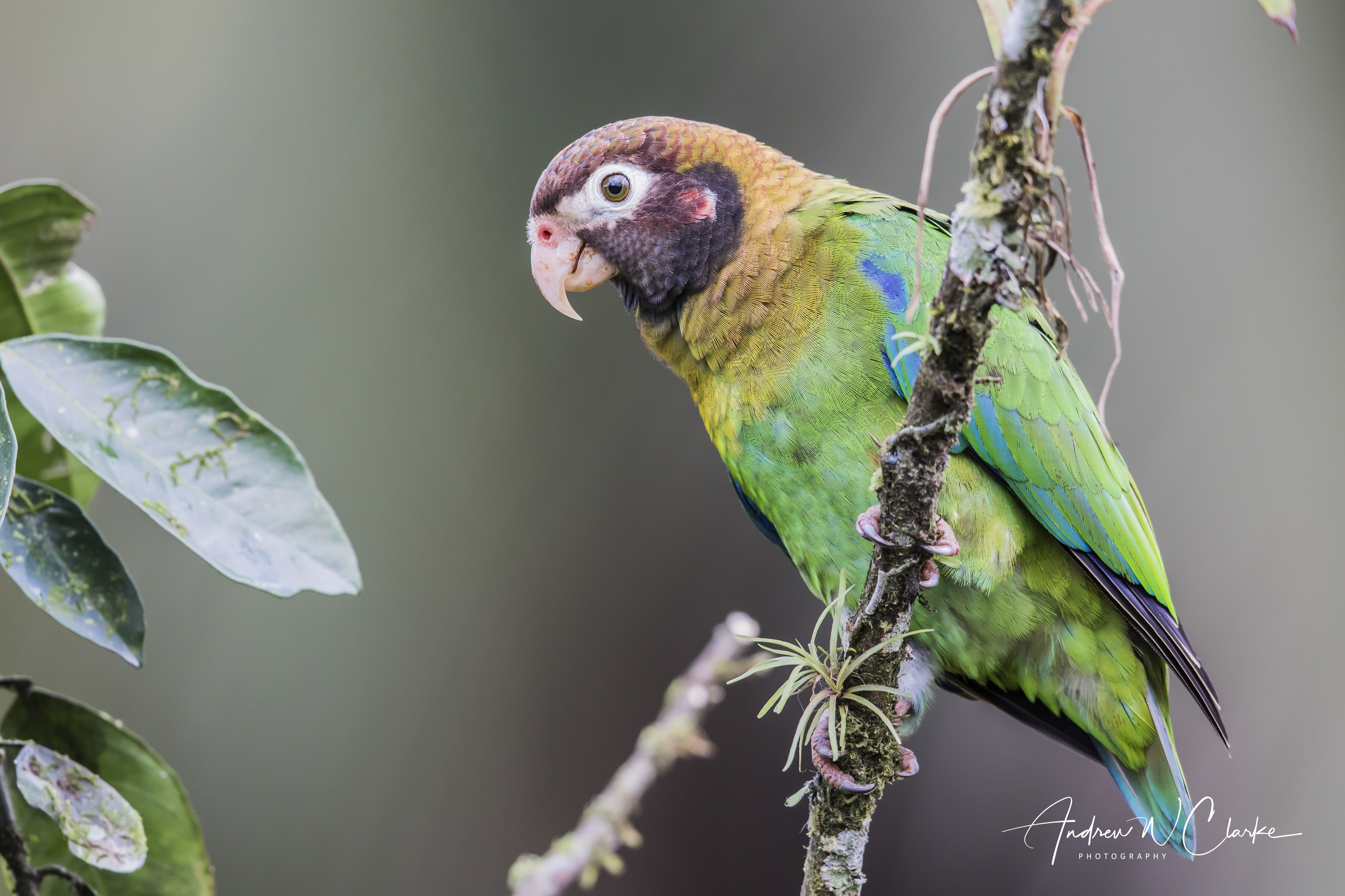 Brown-hooded Parrot