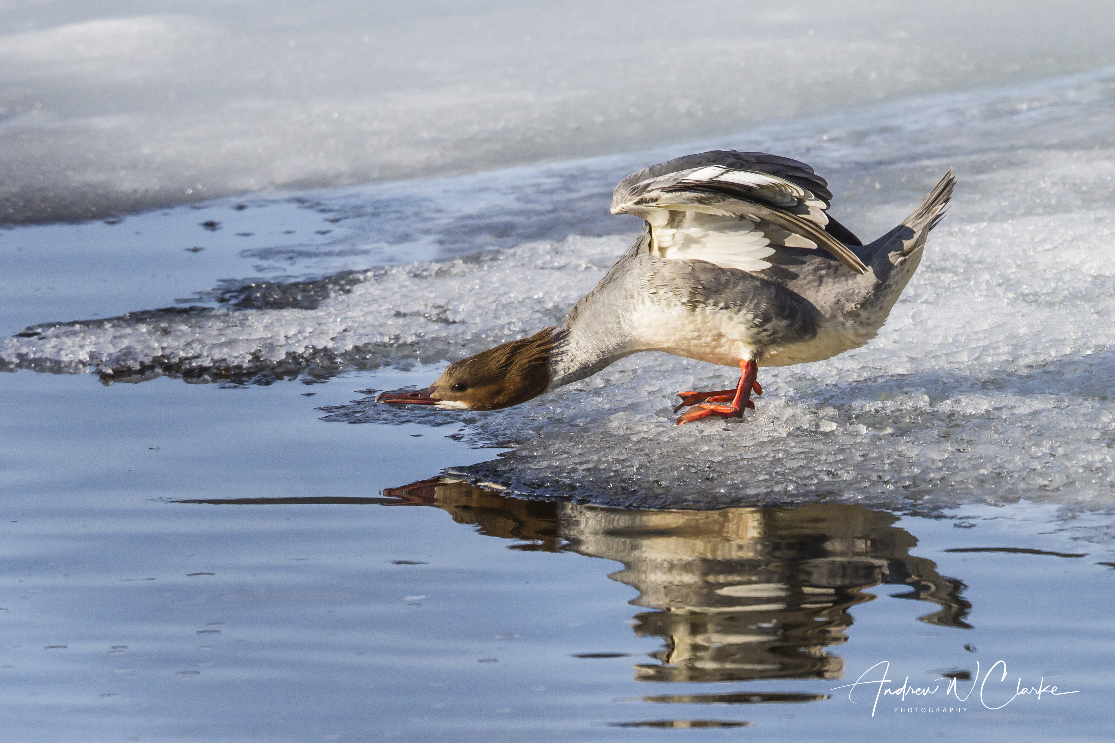 Common Merganser / Laksand