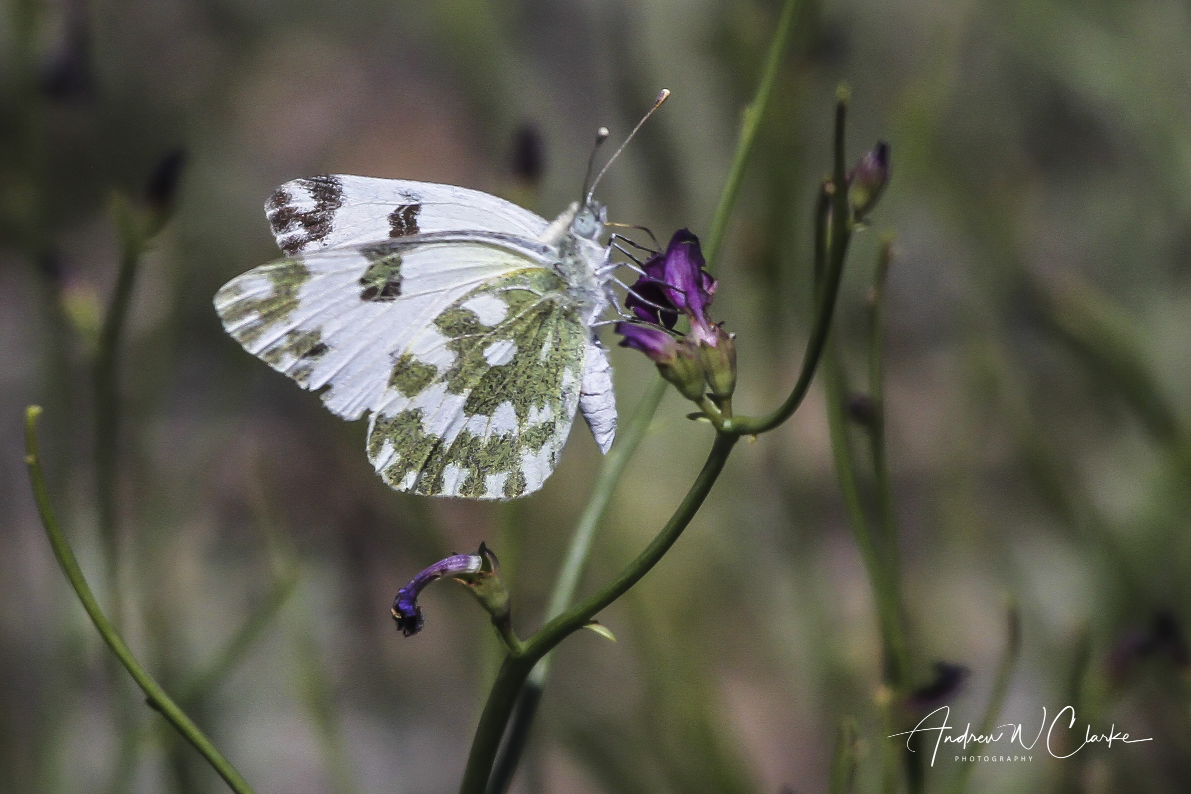 Eastern Bath White