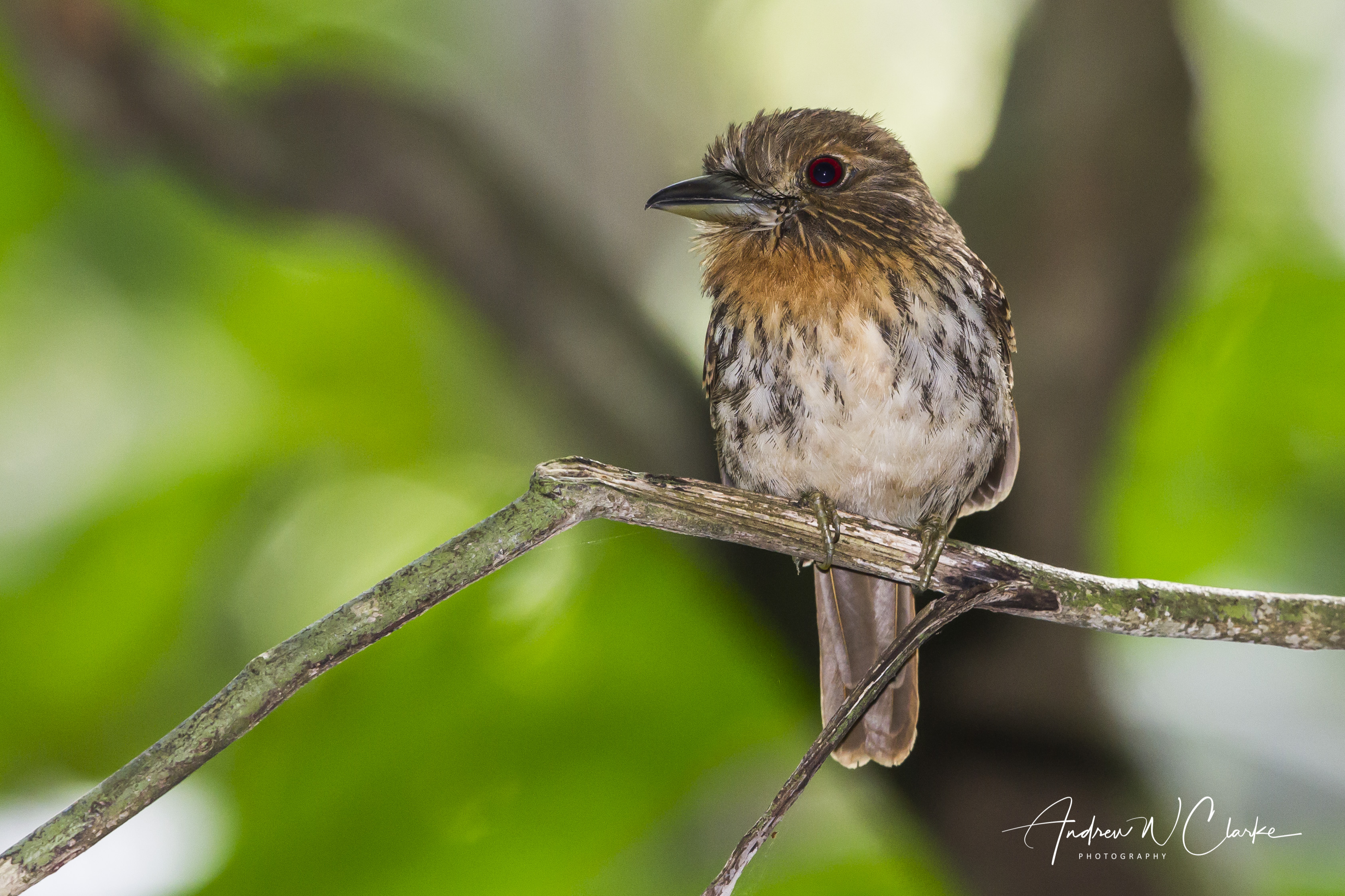 White-whiskered Puffbird