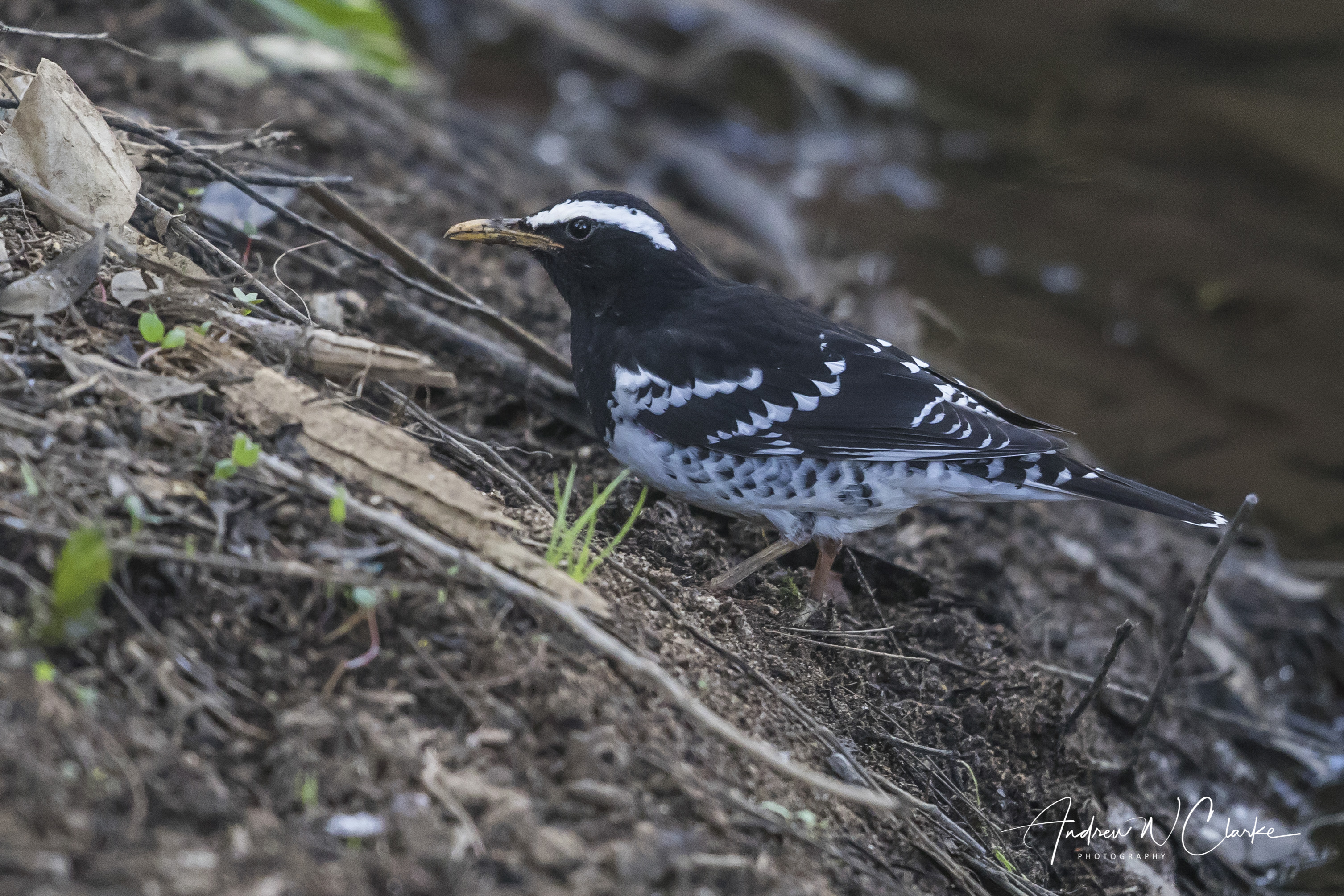 Pied Thrush