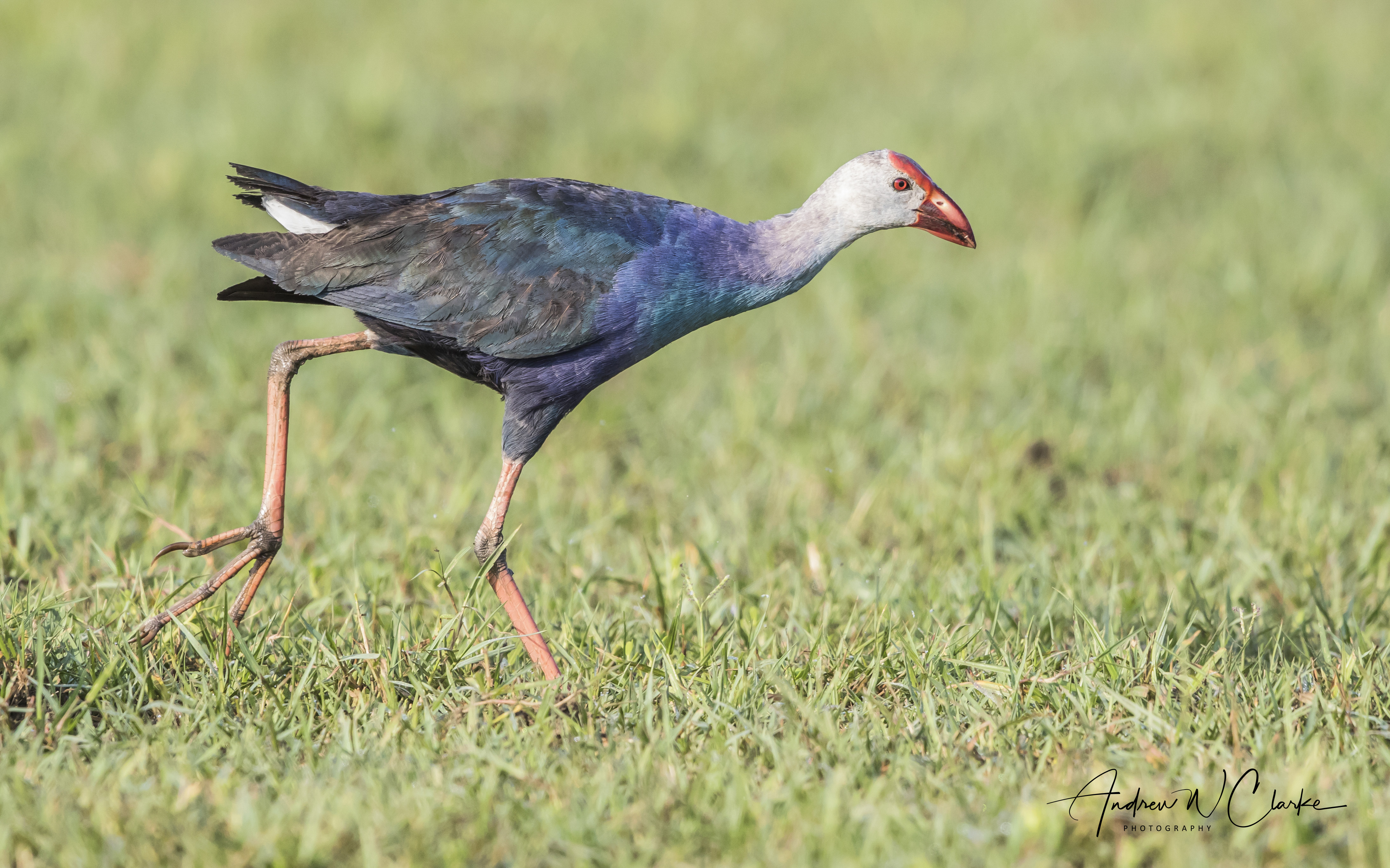Grey-headed Swamphen