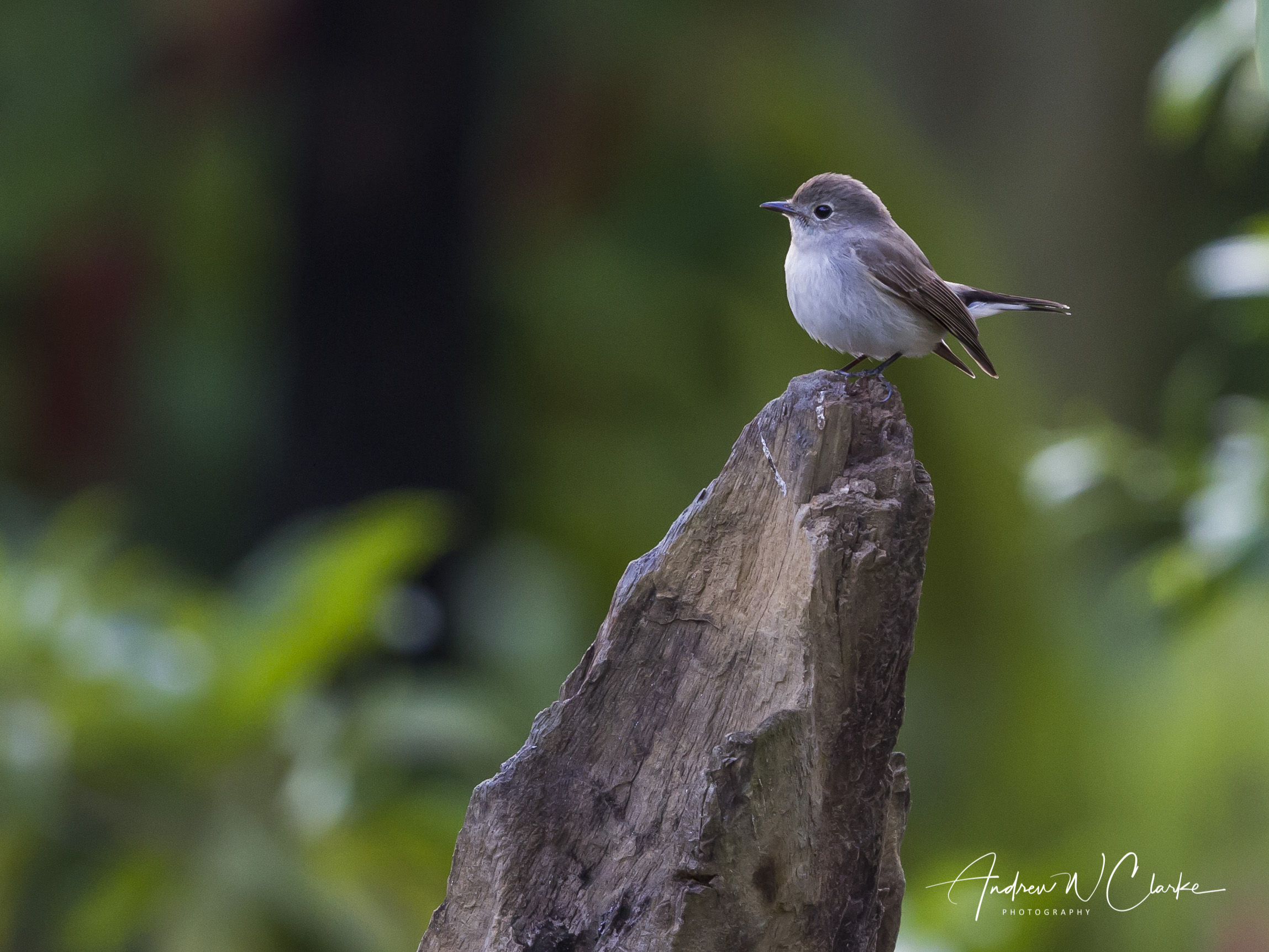 Taiga Flycatcher