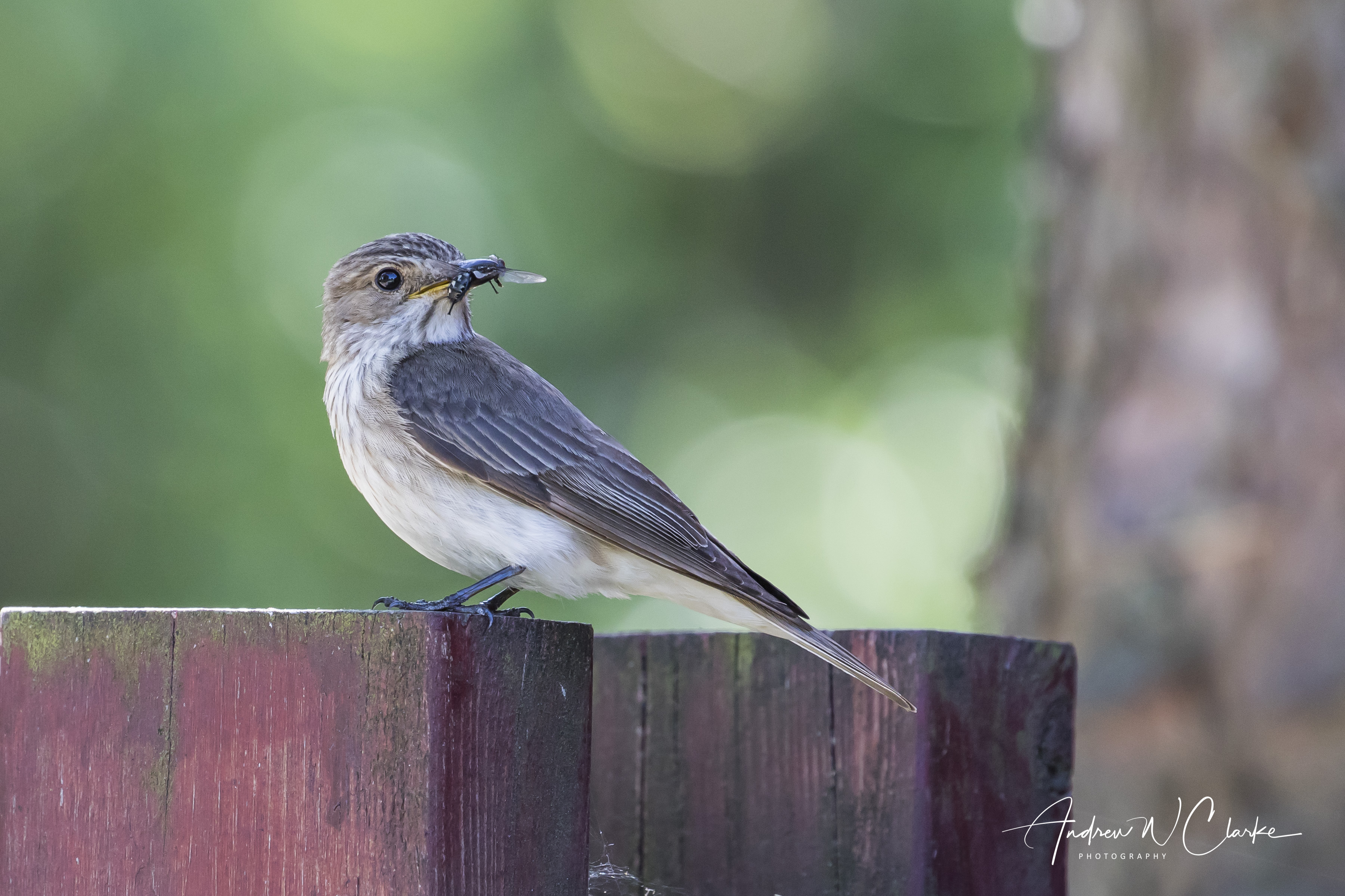 Spotted Flycatcher / Gråfluesnapper