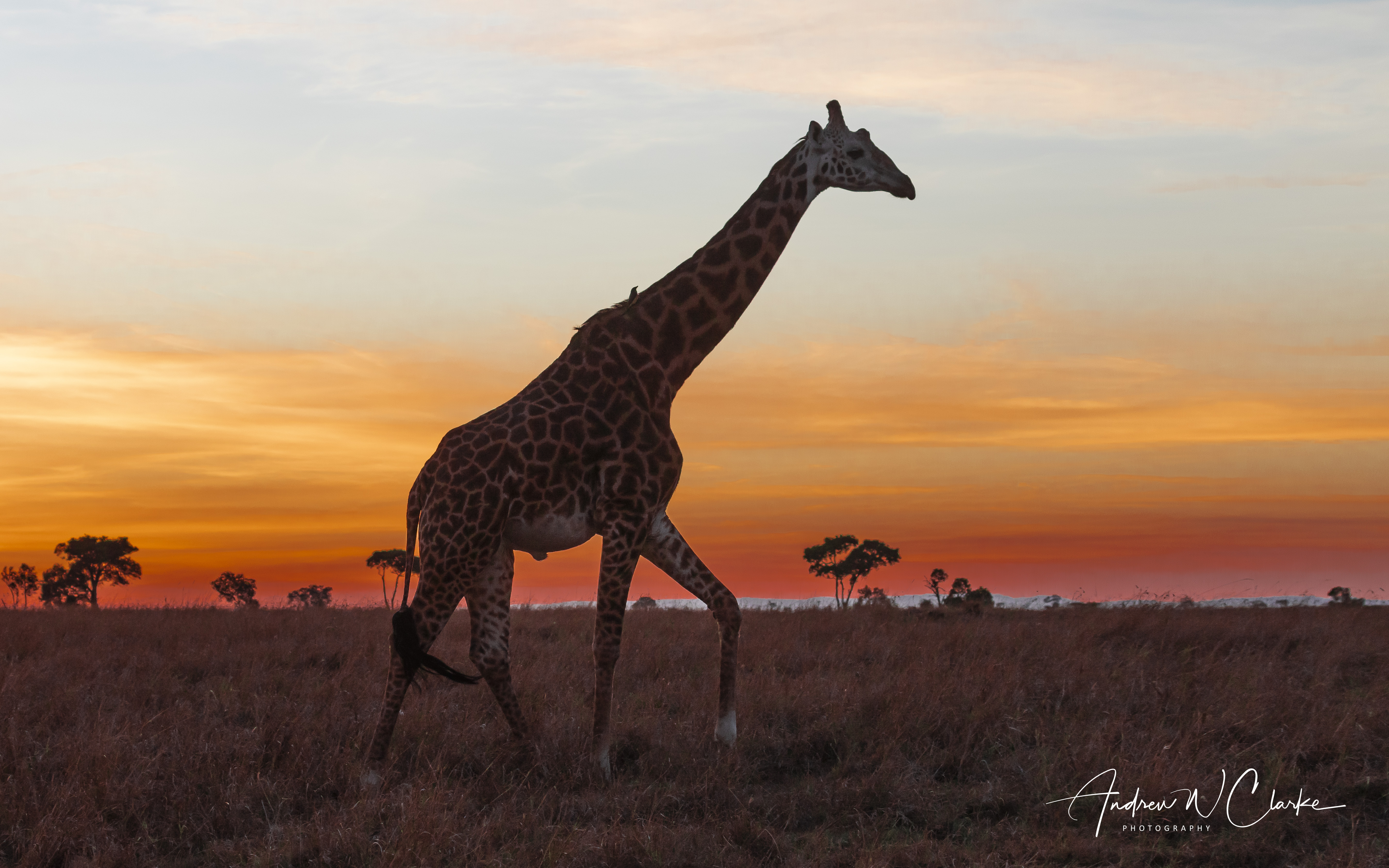 Giraffe