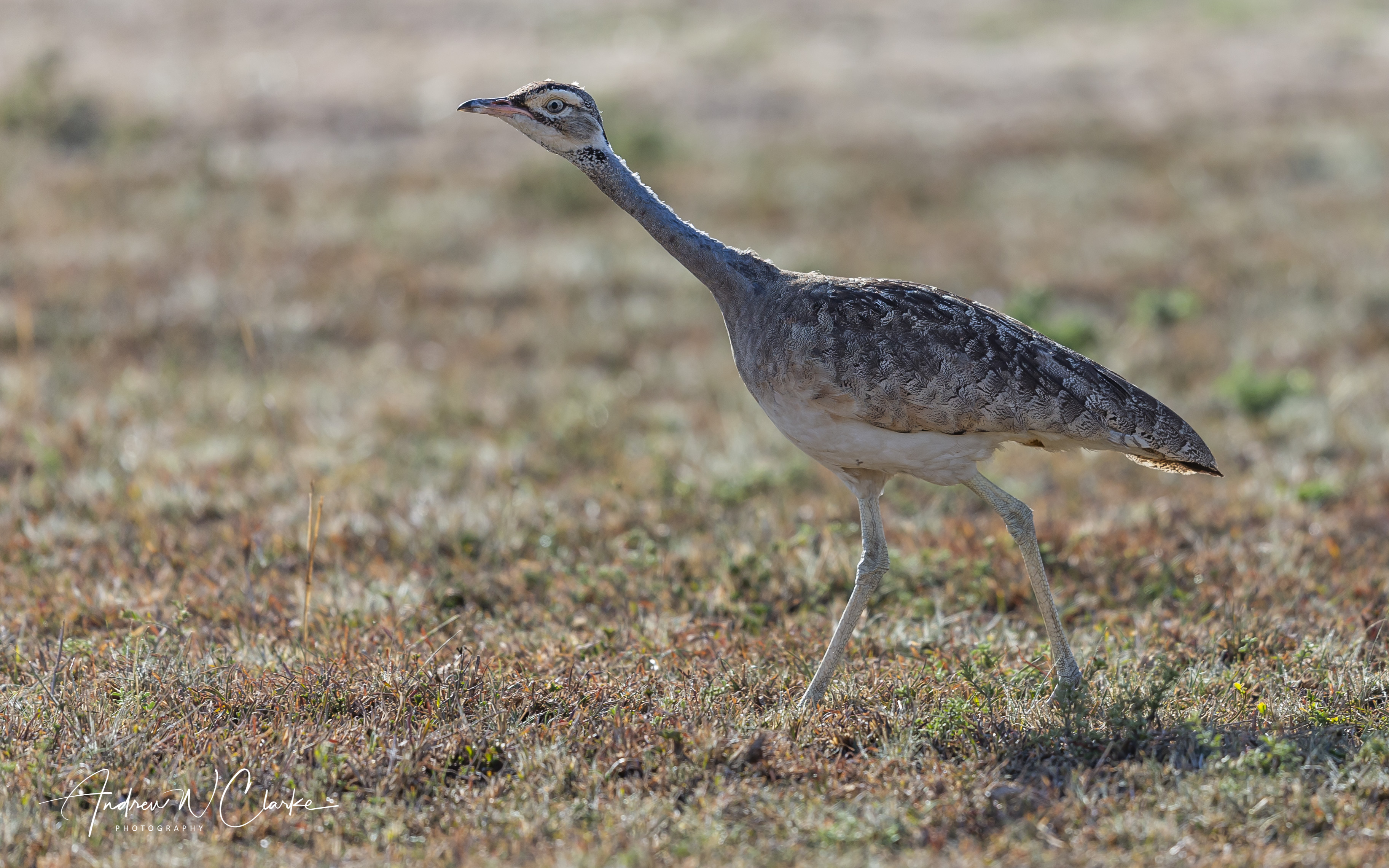 White-bellied Bustard