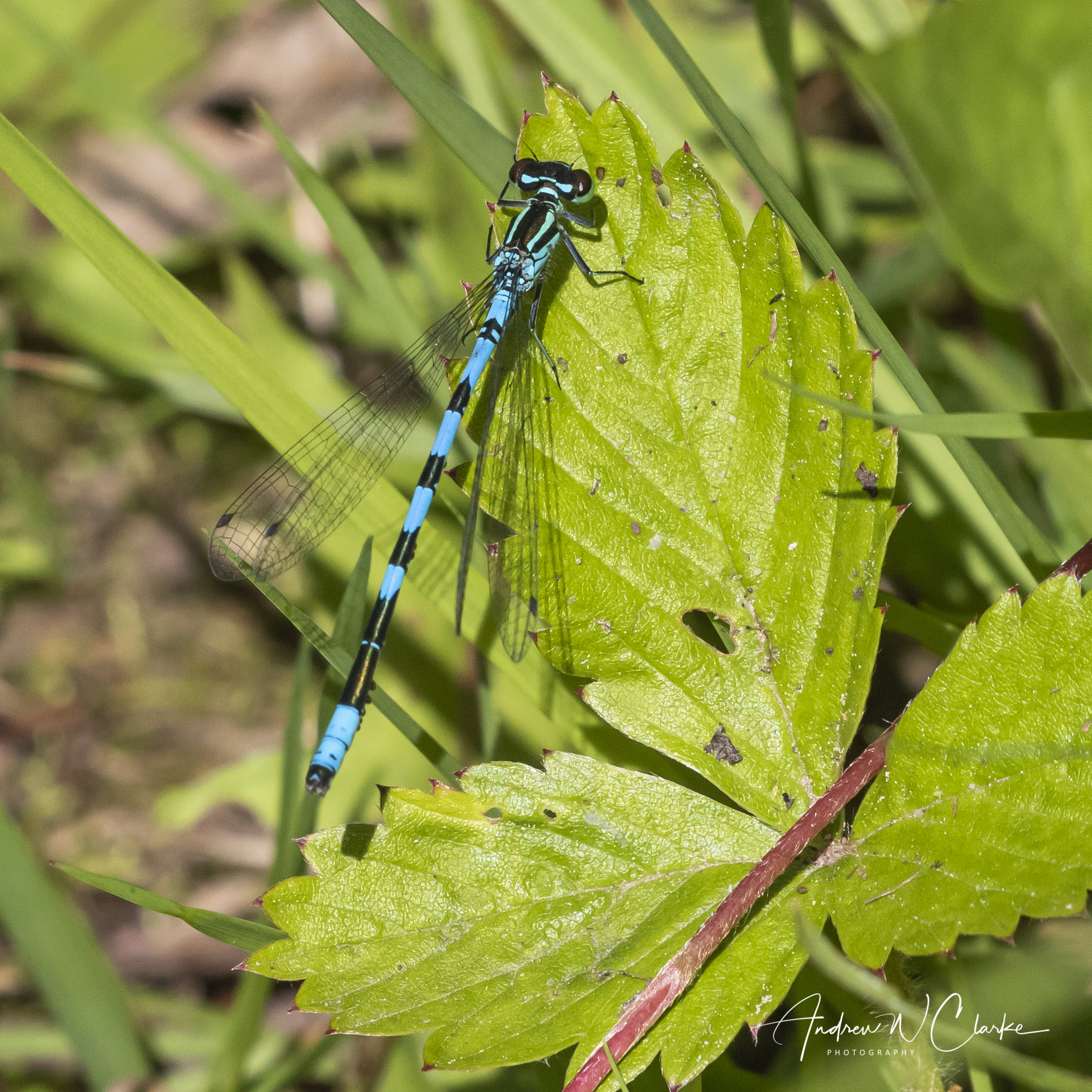 Spearhead Bluet