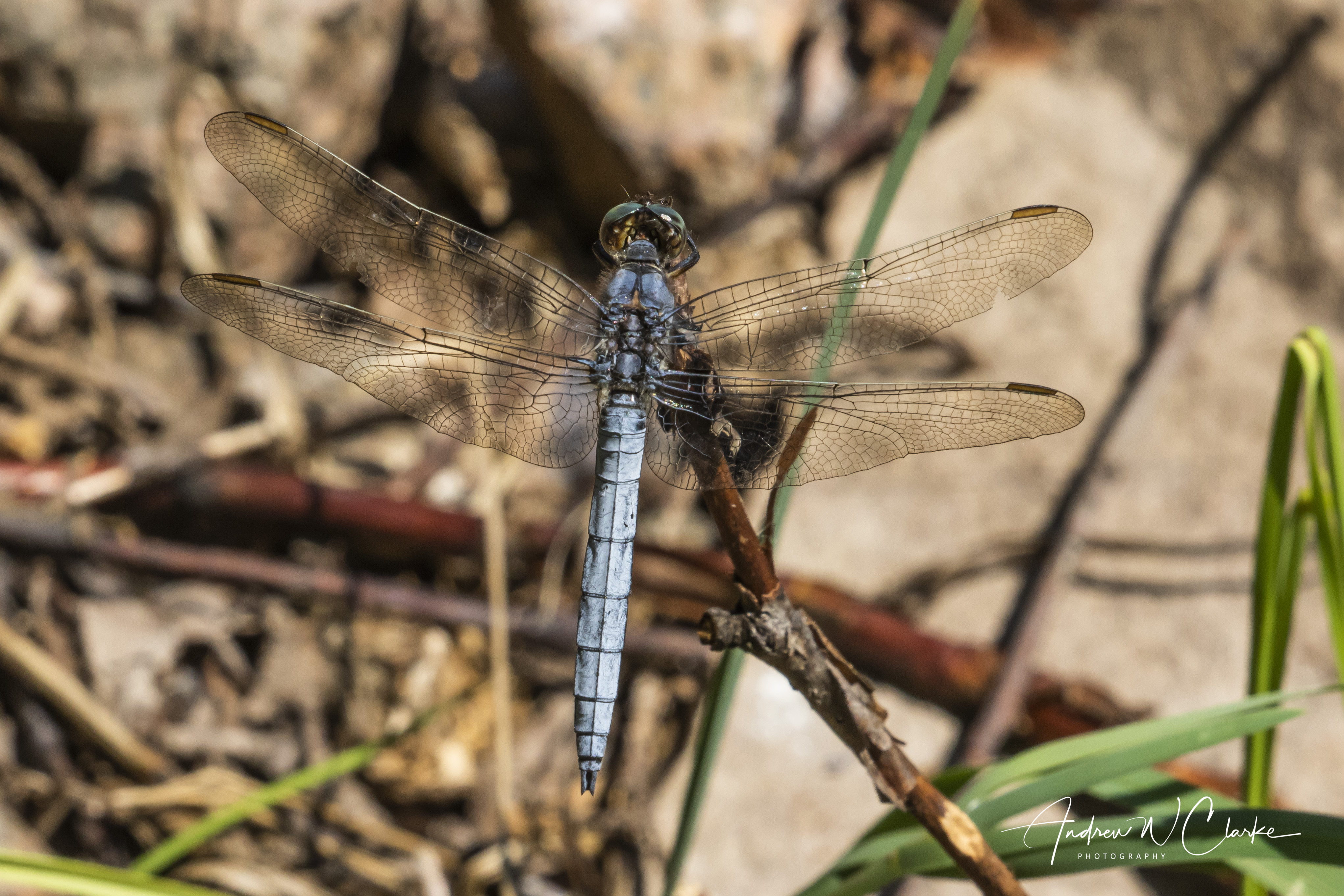 Keeled Skimmer