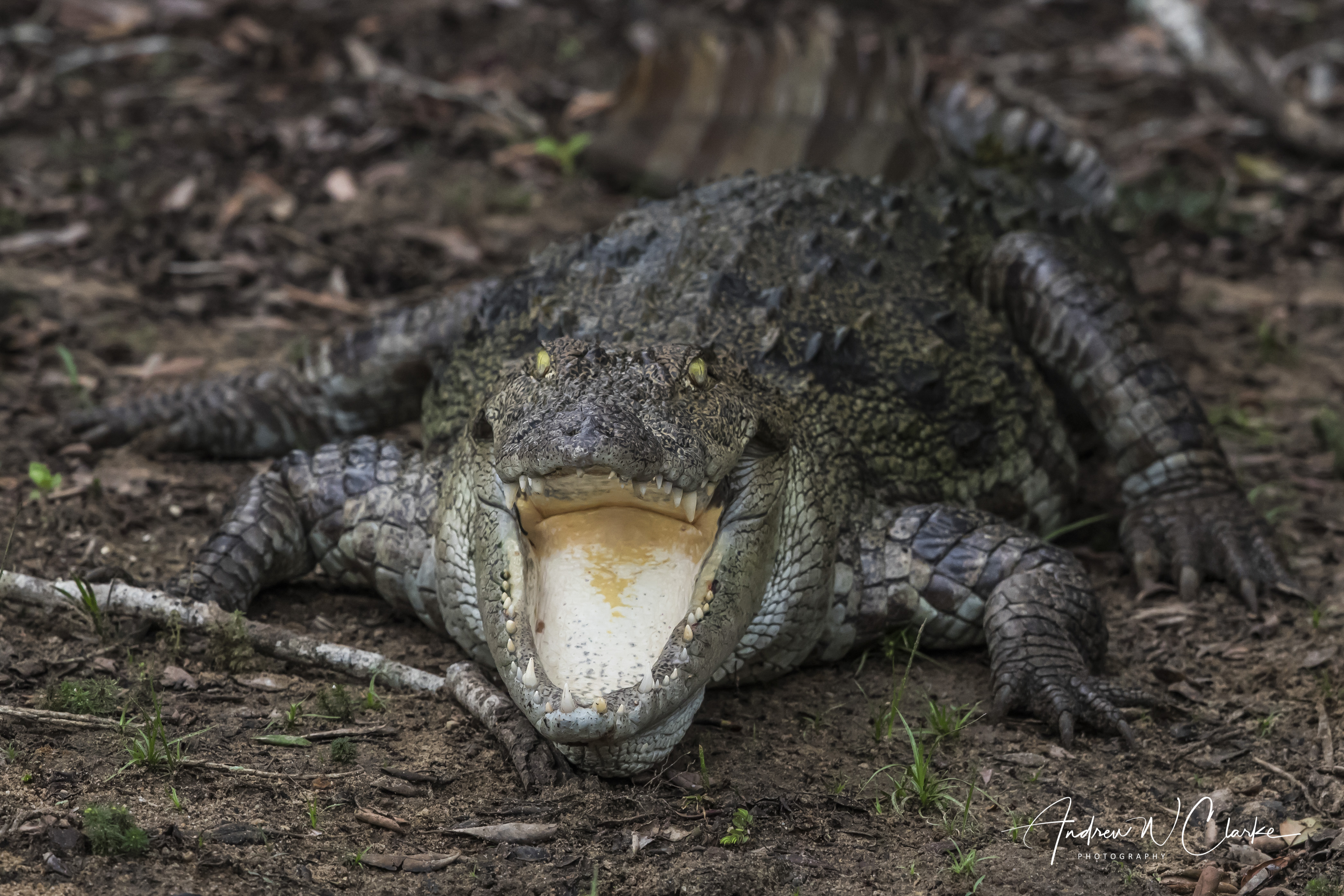 Mugger Crocodile