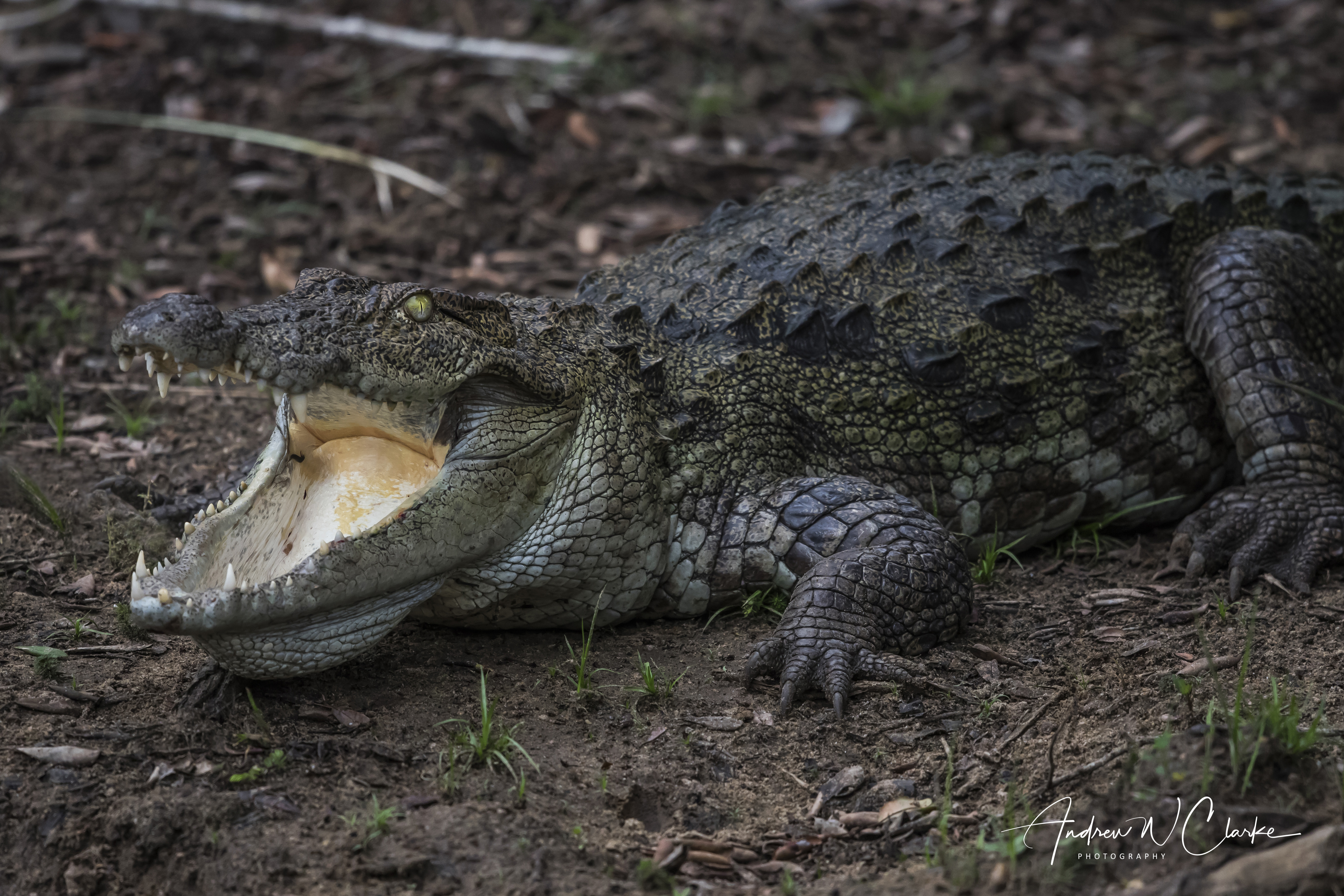 Mugger Crocodile