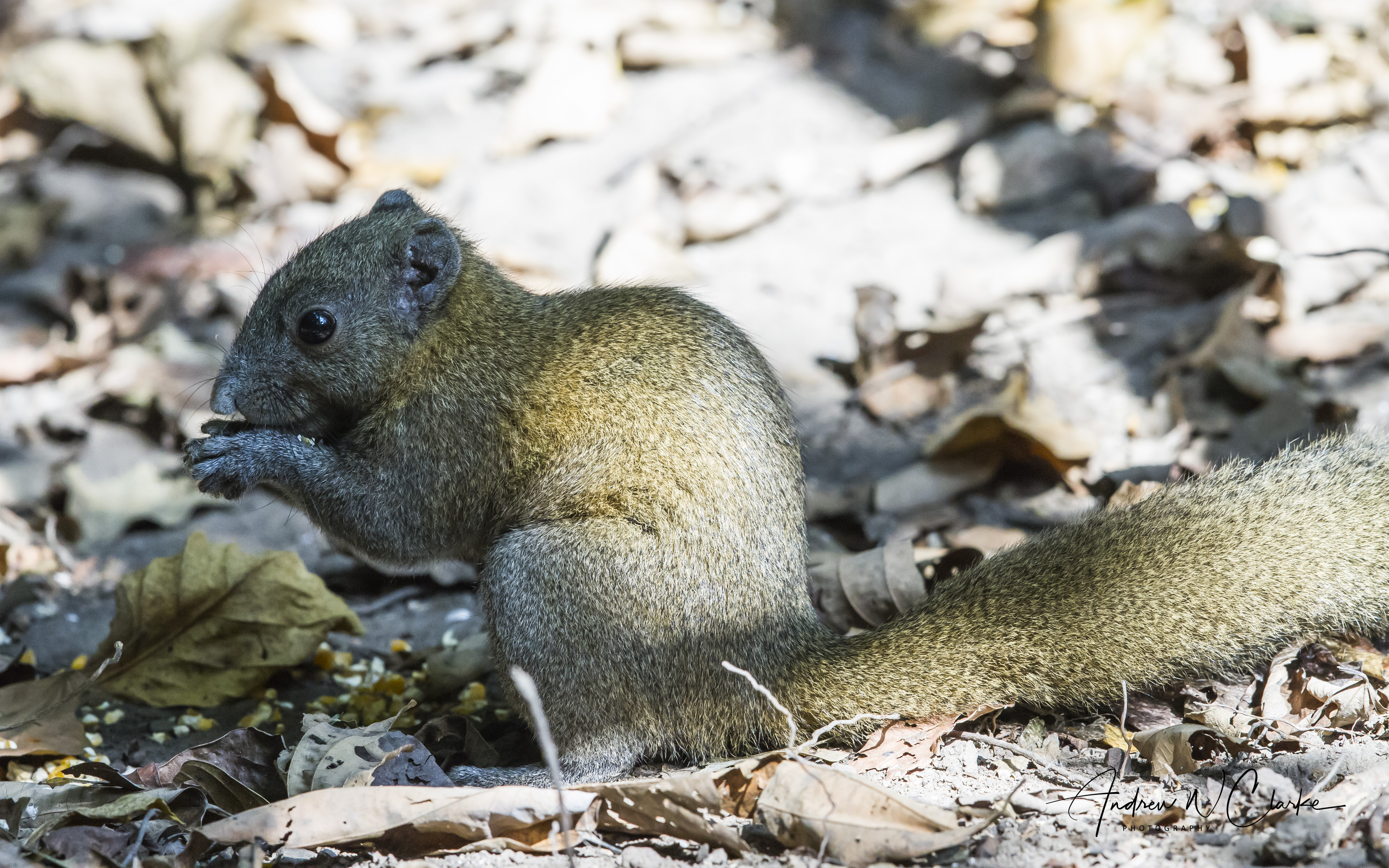 Grey-bellied Squirrel