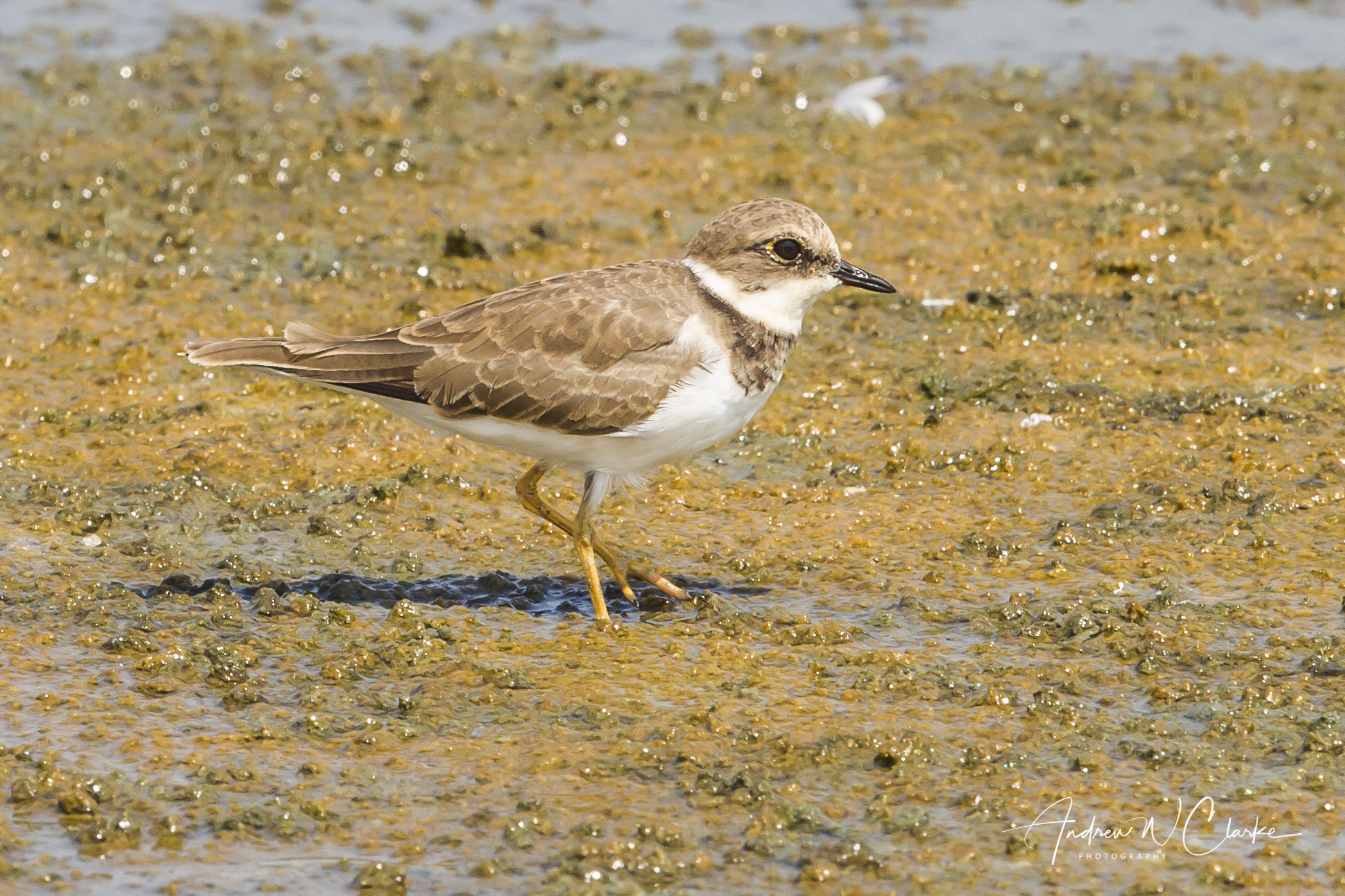 Little Ringed Plover